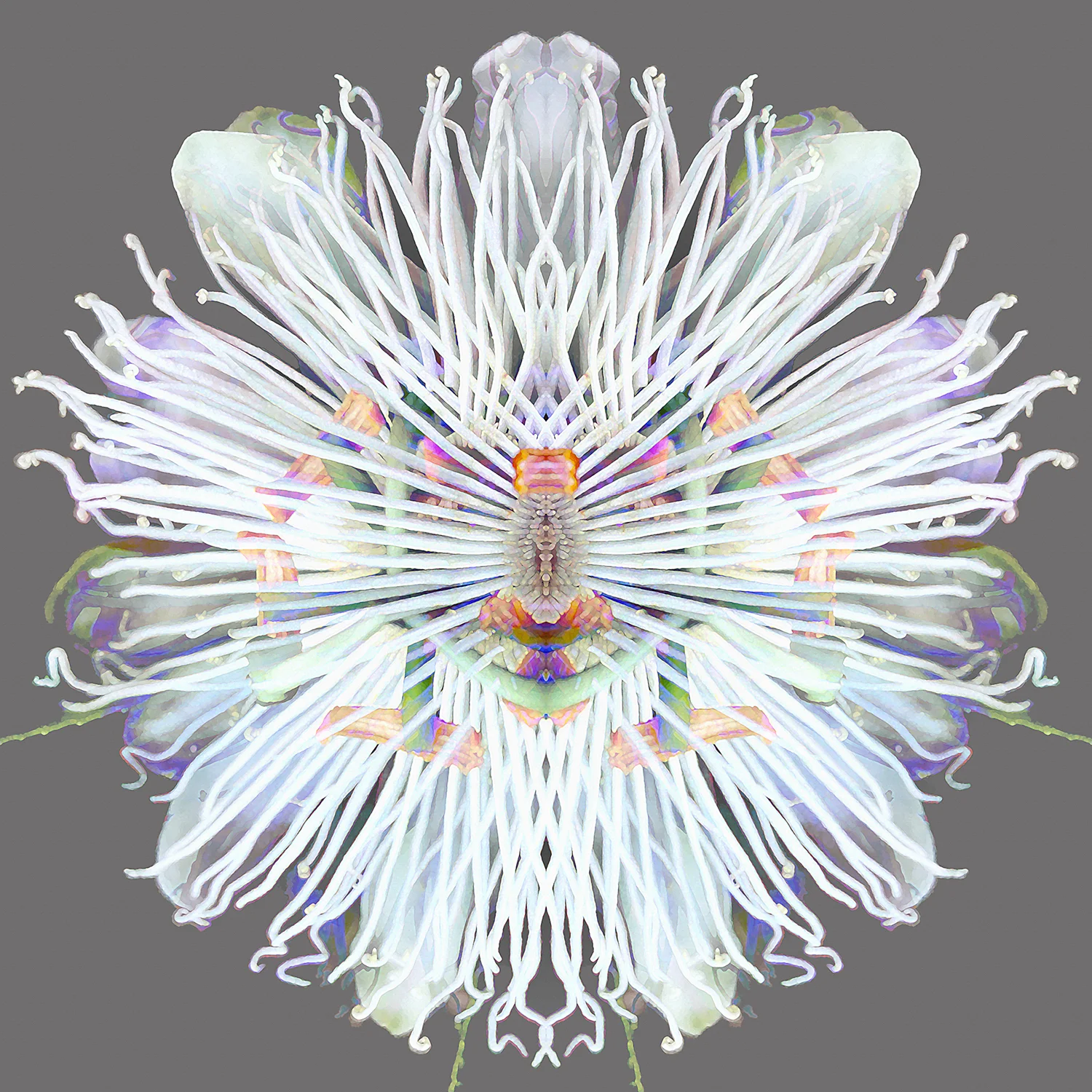 Passiflora | Rainbow