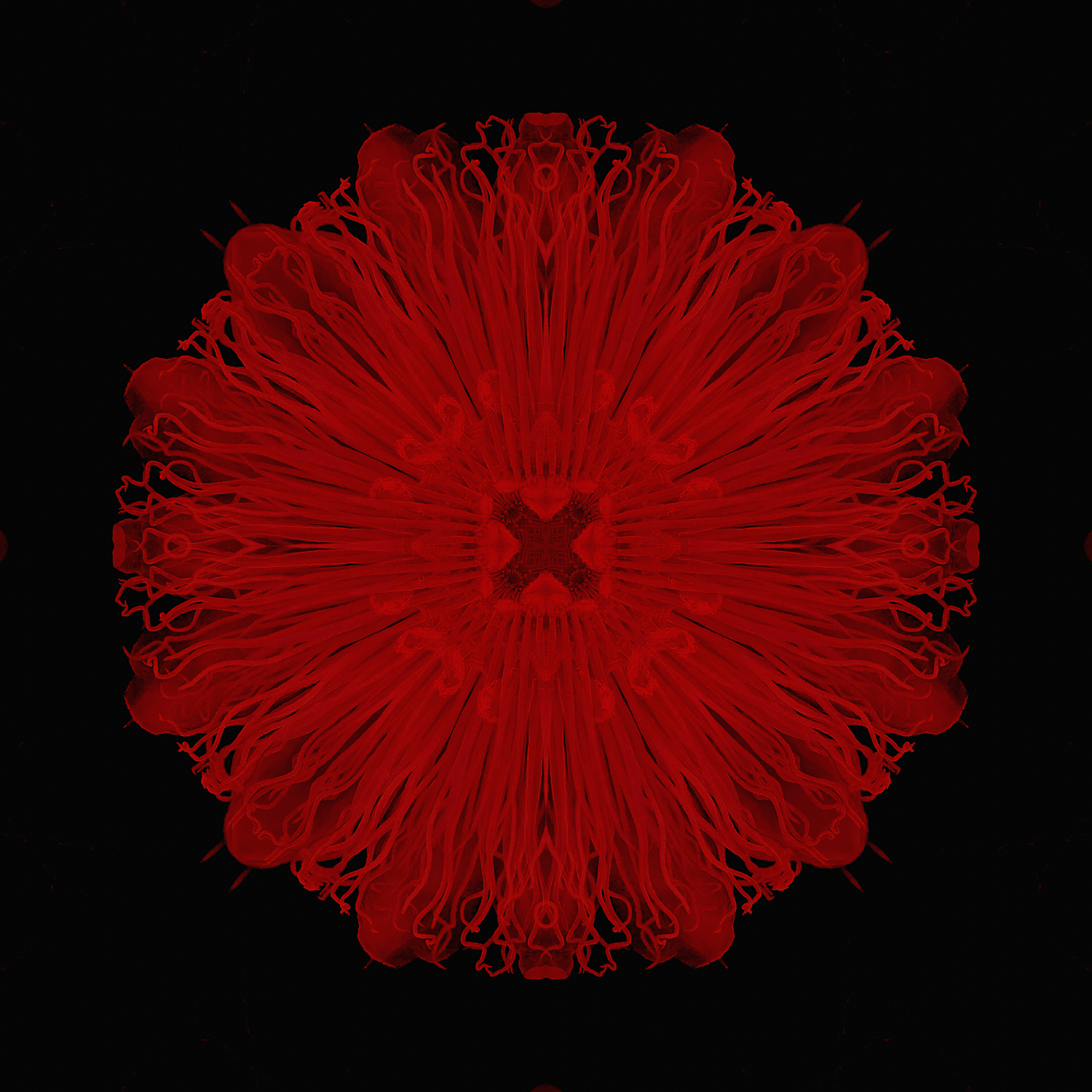 Passiflora | Scarlet