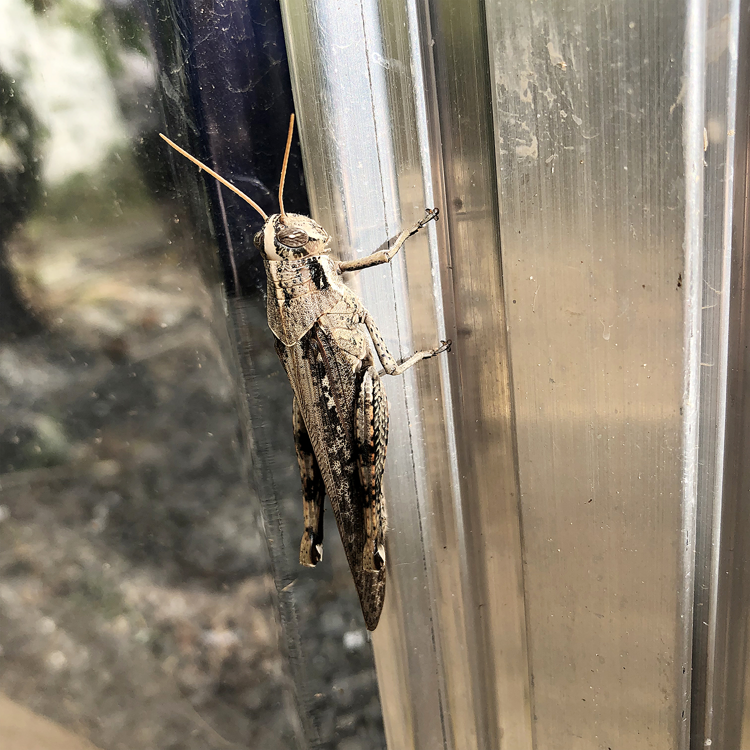 Grasshopper | Original Photo