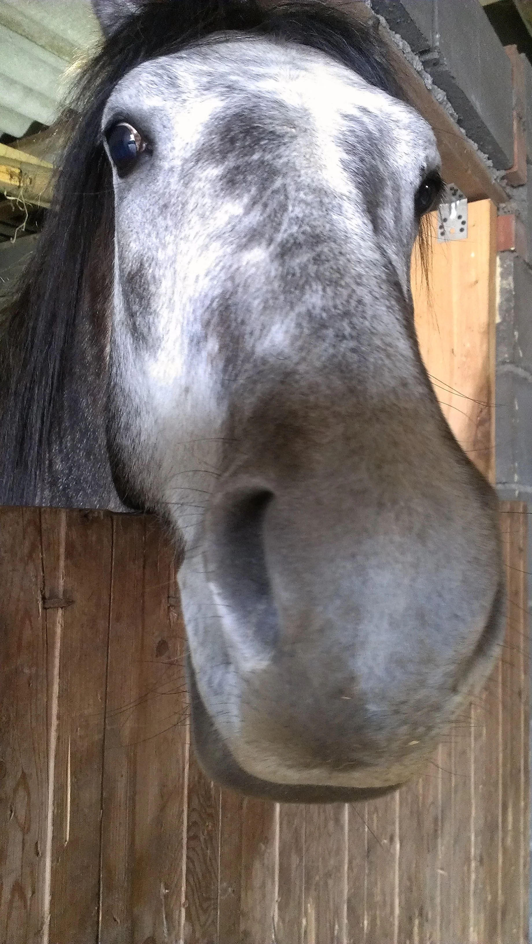A retired circus horse