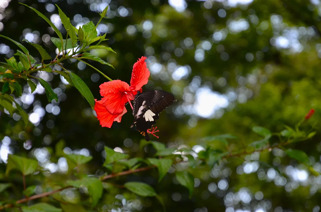 Fluke, Cambodia 2011