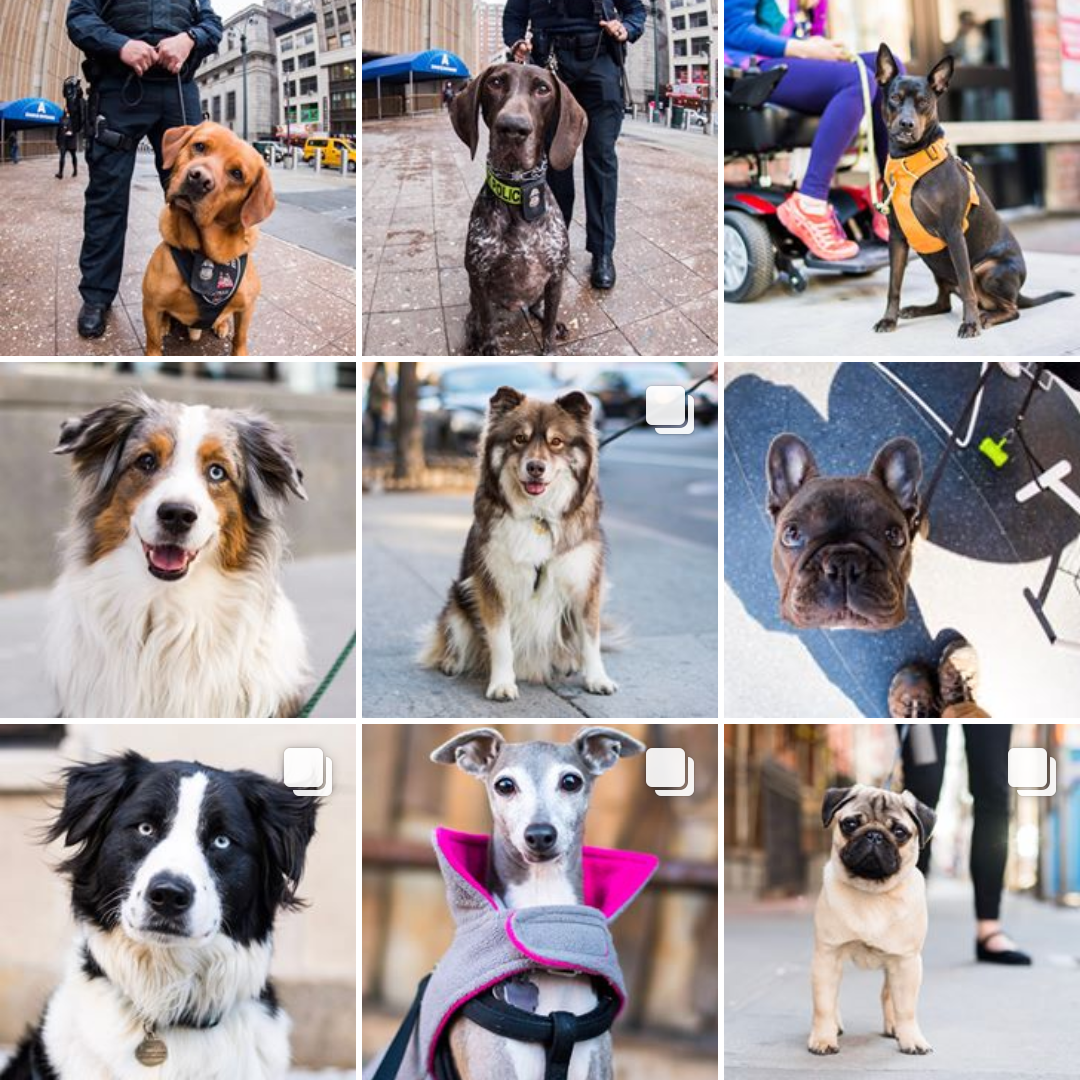 3TheDogist.png