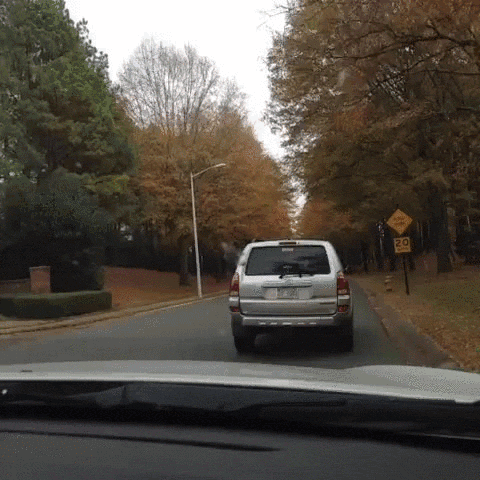 dog driver.gif