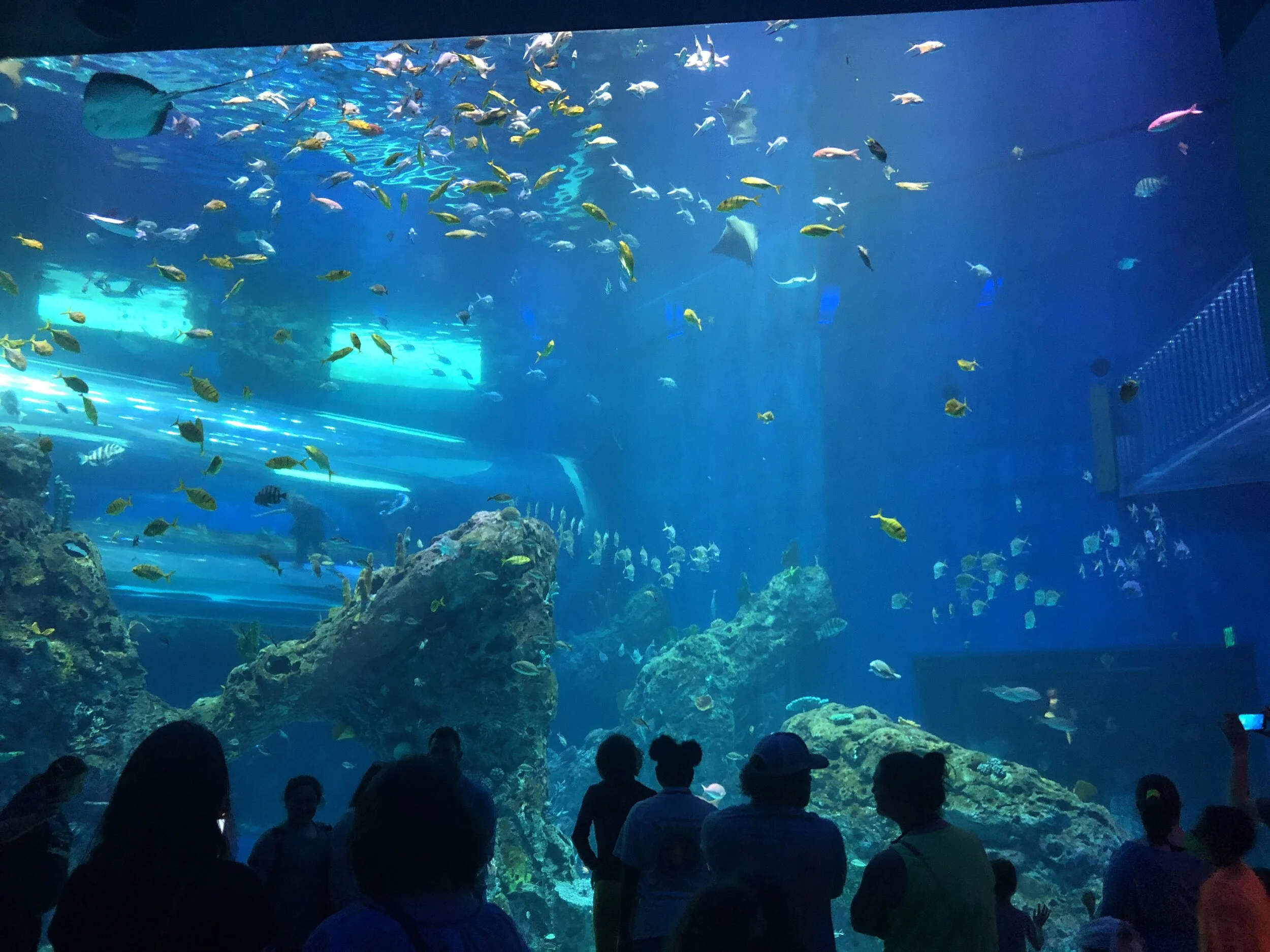 The Mississippi Aquarium in Gulfport