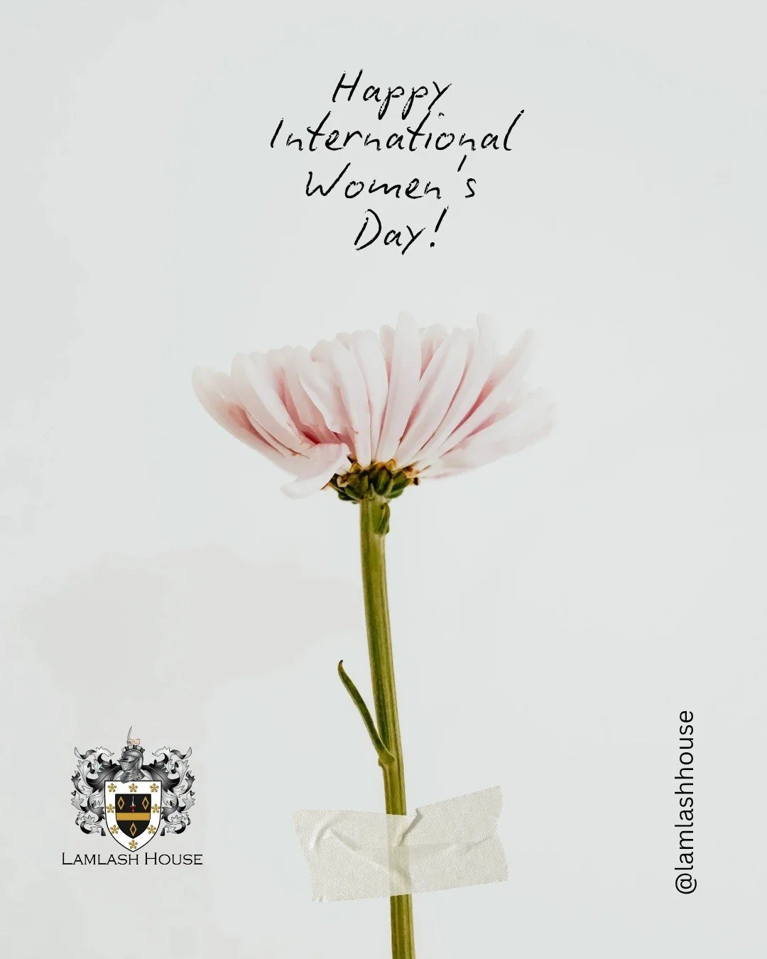 Today we celebrate the incredible women who help make Lamlash House such a welcoming place.

From the dedication and professionalism of our female team to the many women who support us as guests, members of our community, and suppliers, their contrib