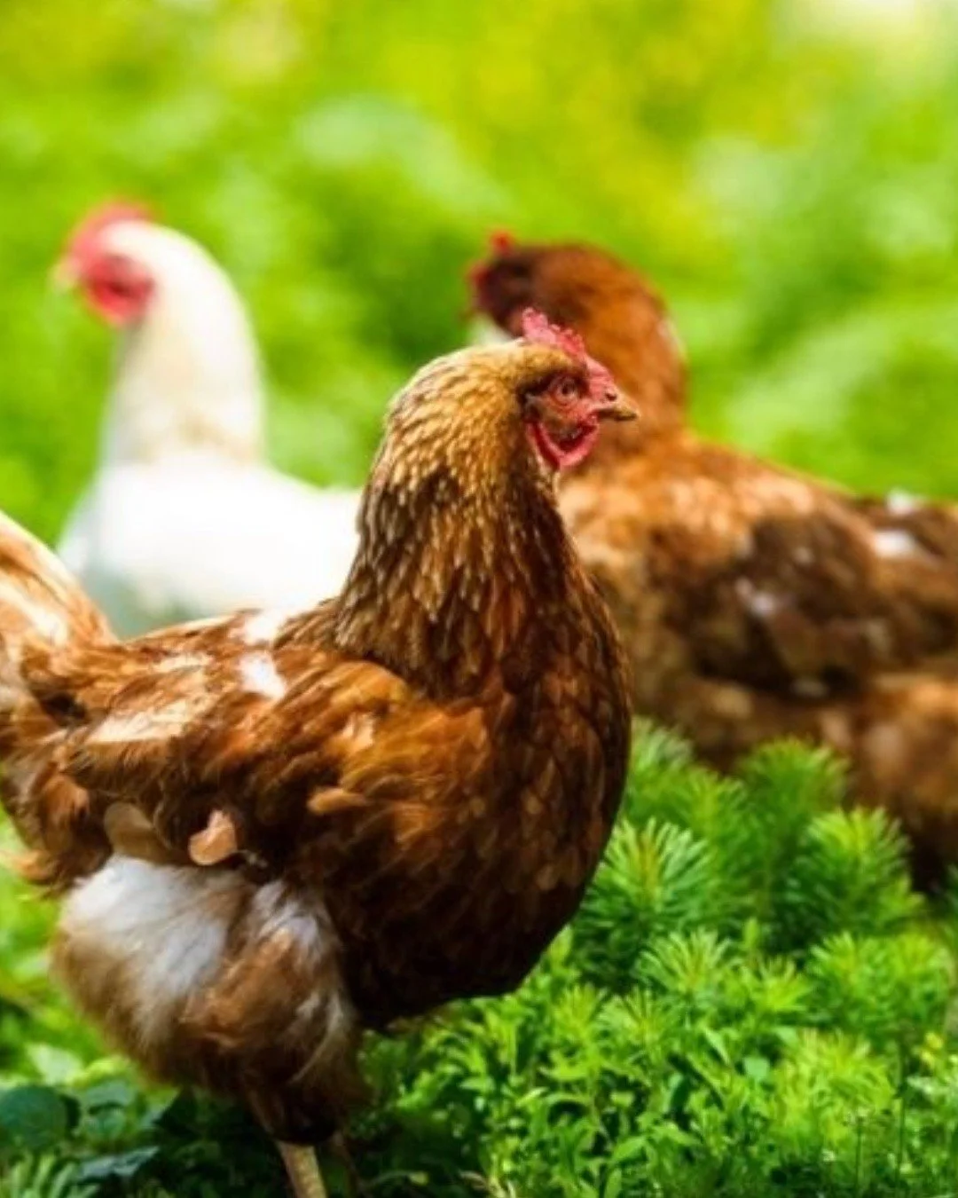 At Lamlash House, provenance has always been at the heart of what we do.

This season, we&rsquo;re refining our approach to local sourcing even further &mdash; focusing exclusively on ingredients found within a 3-metre radius of the building.

A natu