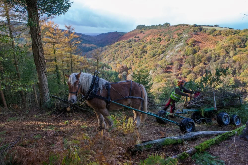Forestry Ventures – a century of change in Fingle Woods