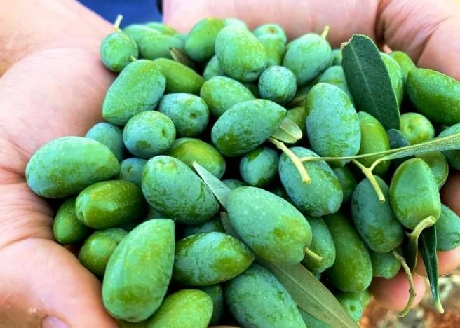 Intro to Olive Oil and Balsamic Vinegar at Sage Library