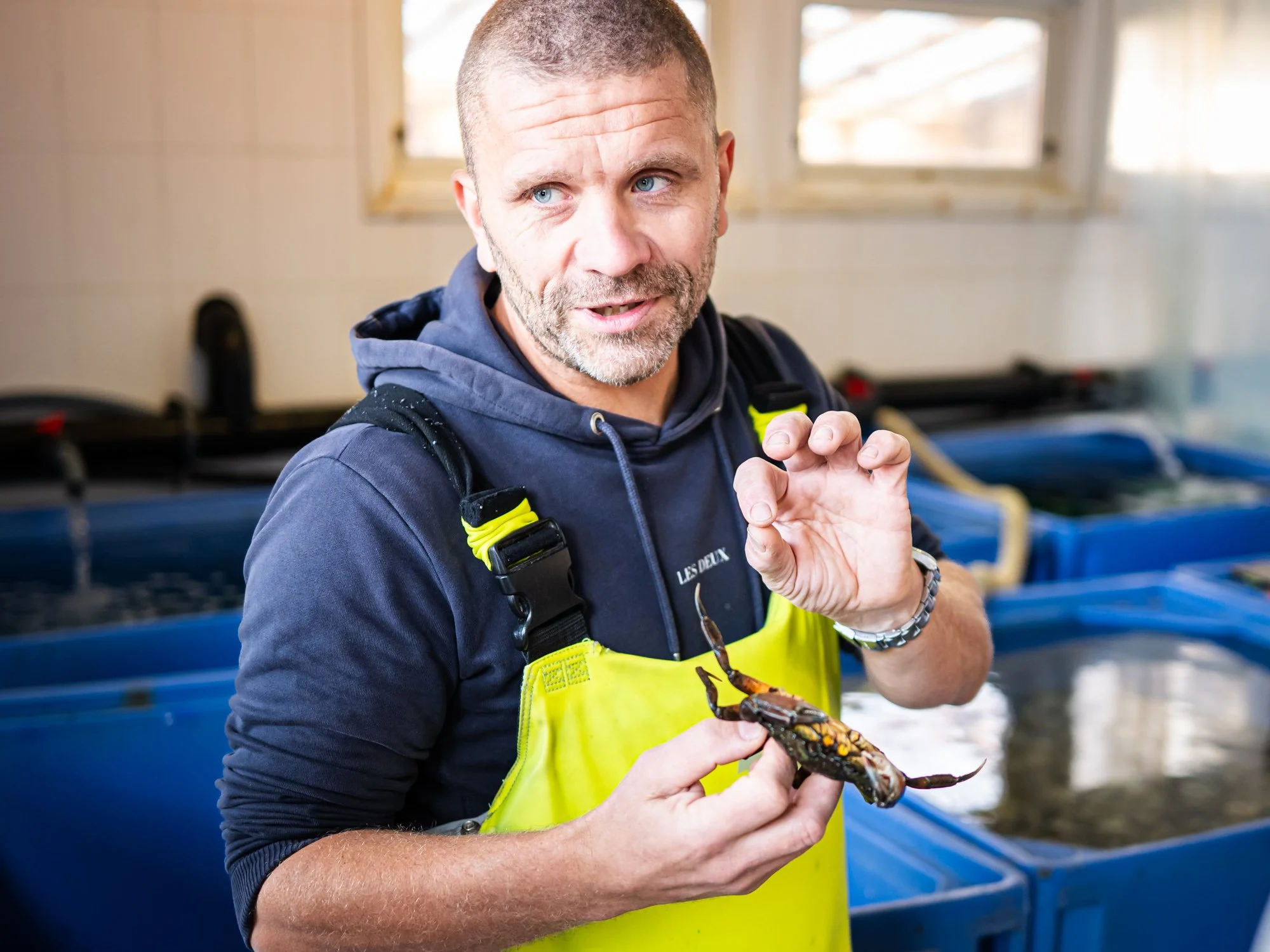 Mann in blauer Kapuzenjacke und gelbem Schürze hält eine große, dunkle Krabbe in der Hand, im Hintergrund blauen Wasserbecken in einem Aquarium oder Wasserlabor.