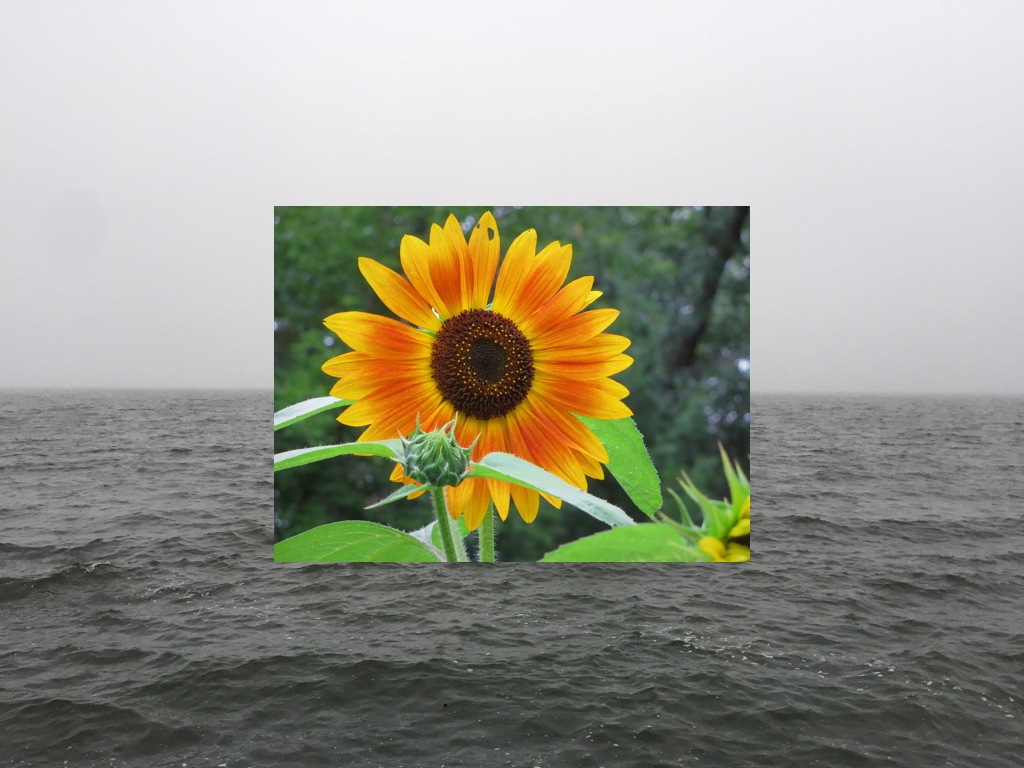 Gloom & Bloom..001.jpeg