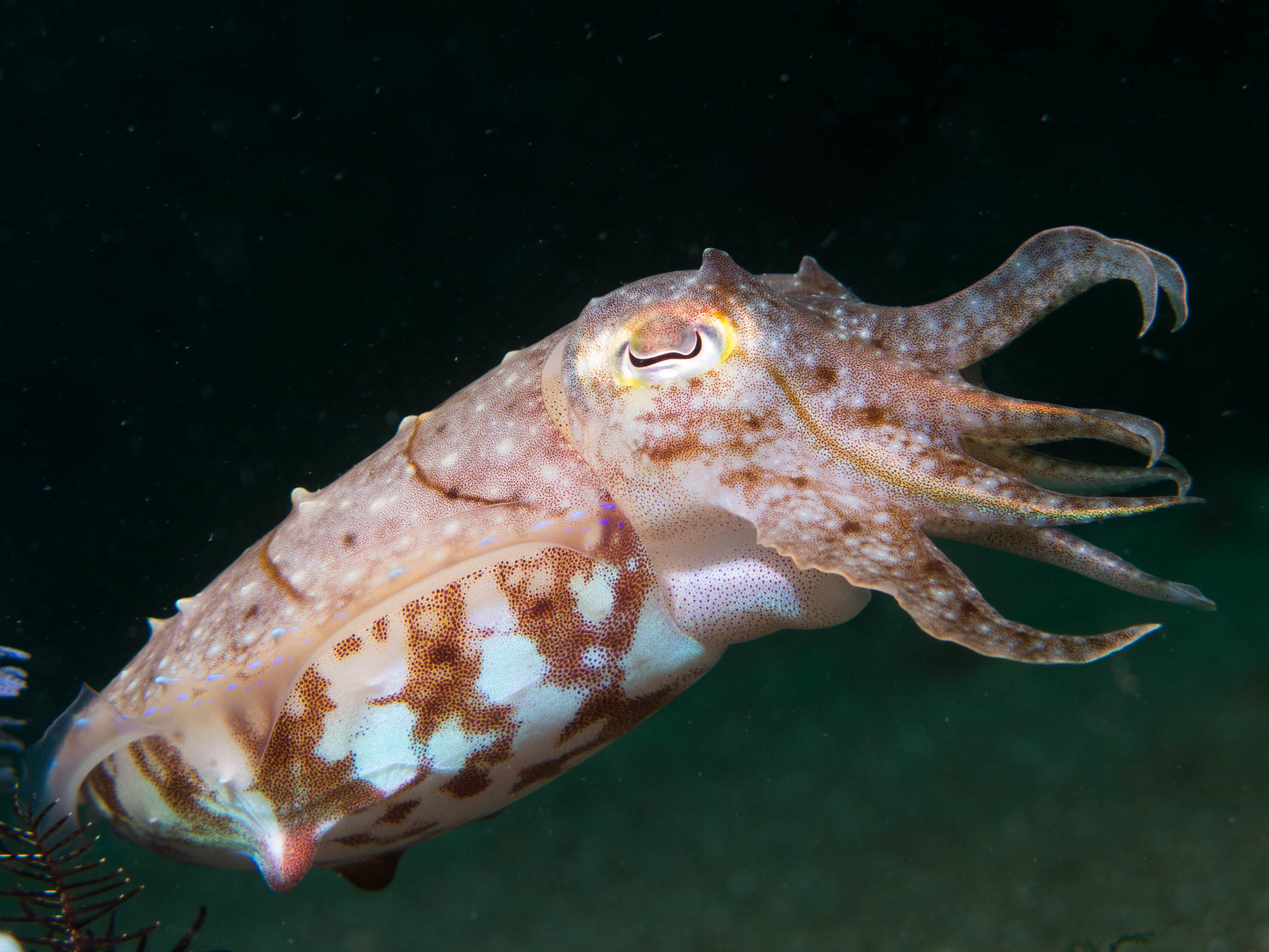 Cuttlefish