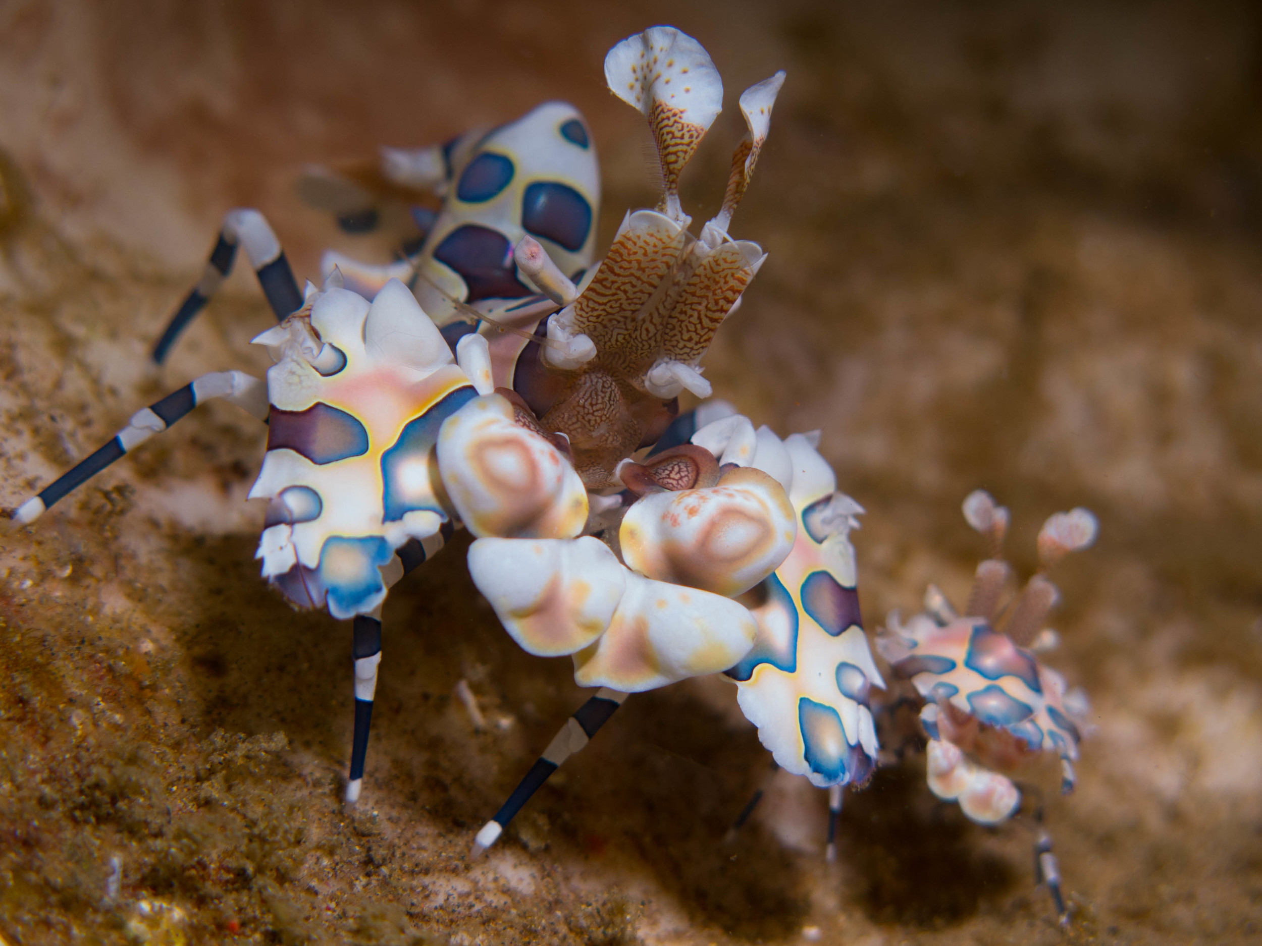Harlequin Crab