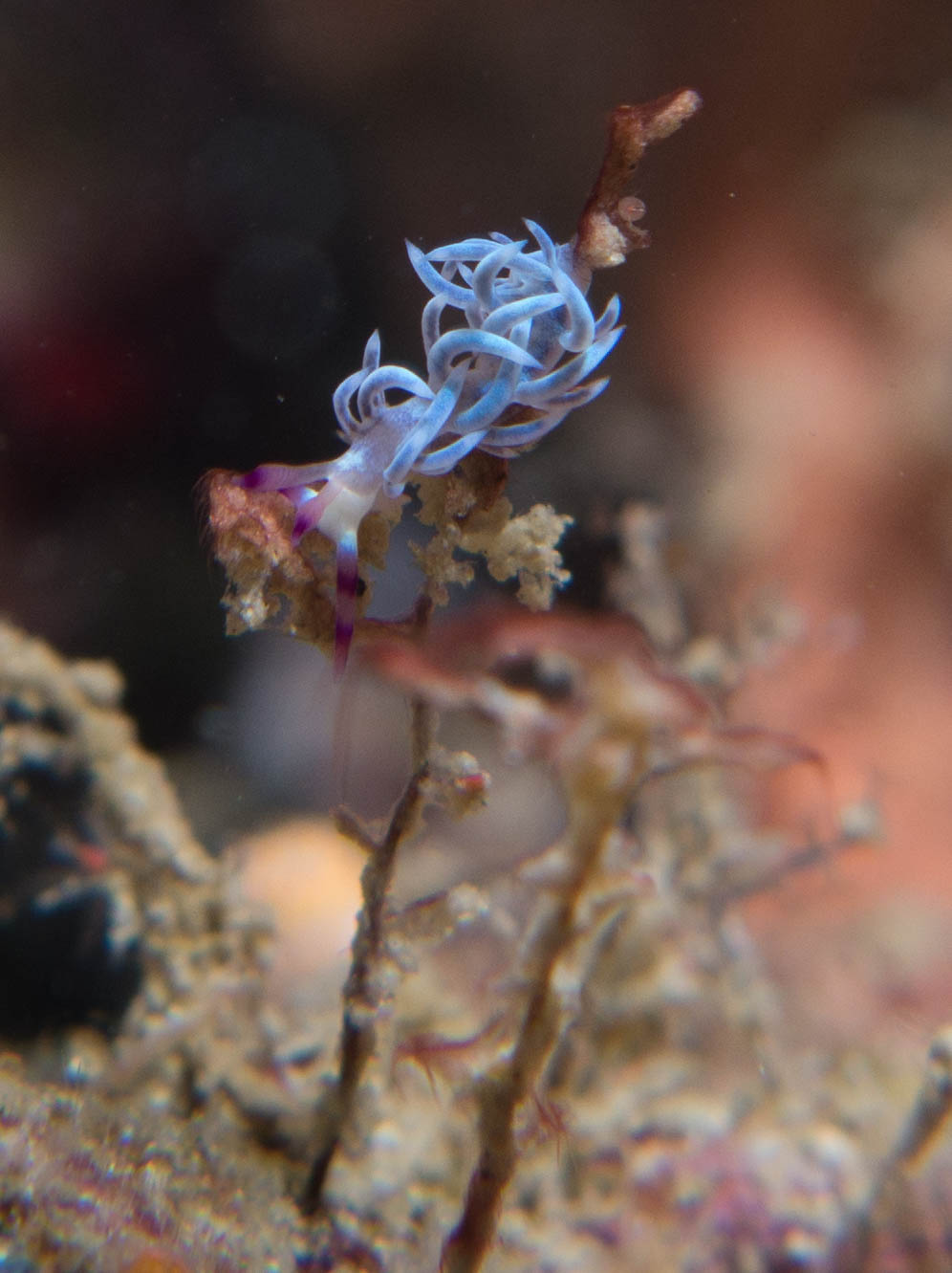 Aeolid Nudibranch ???.jpg