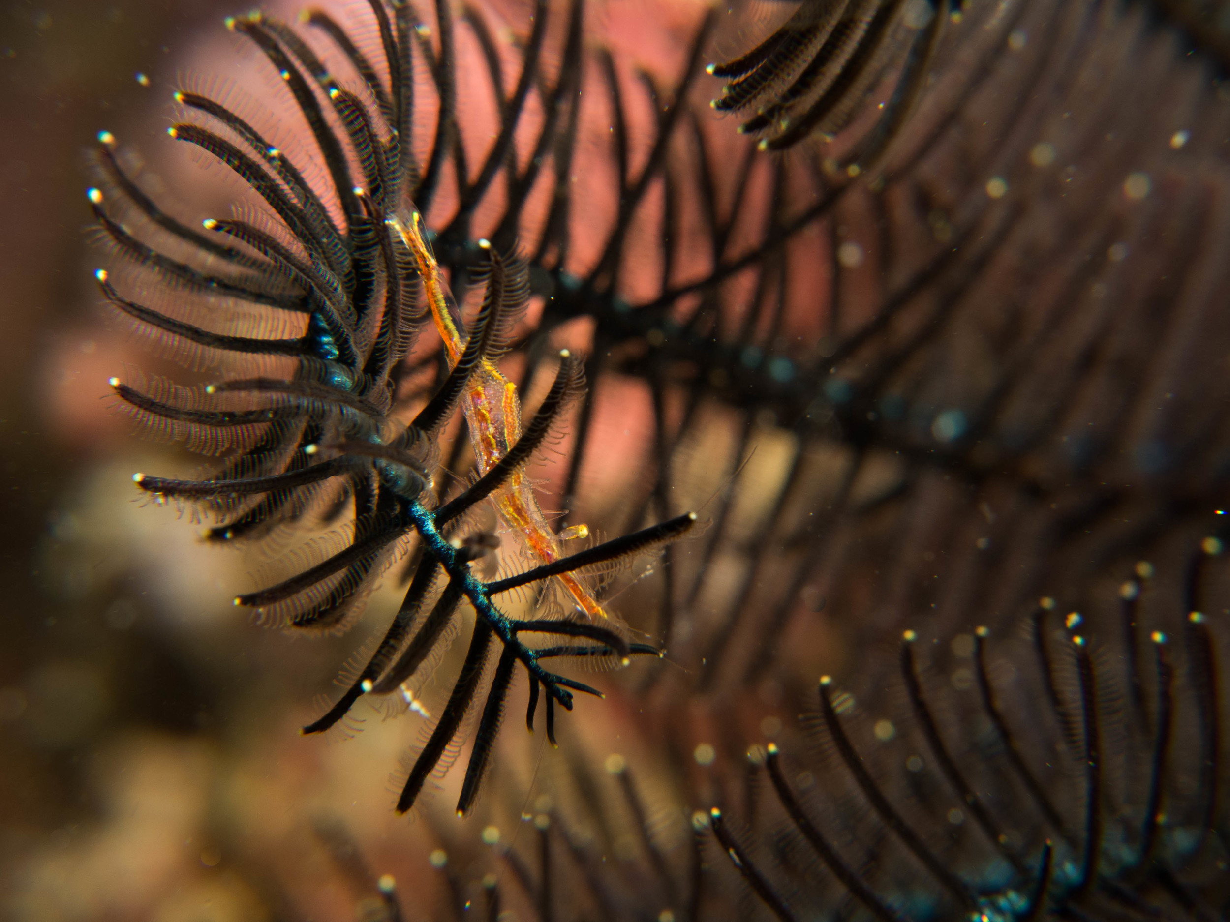 Hydroid Shrimp (?).jpg
