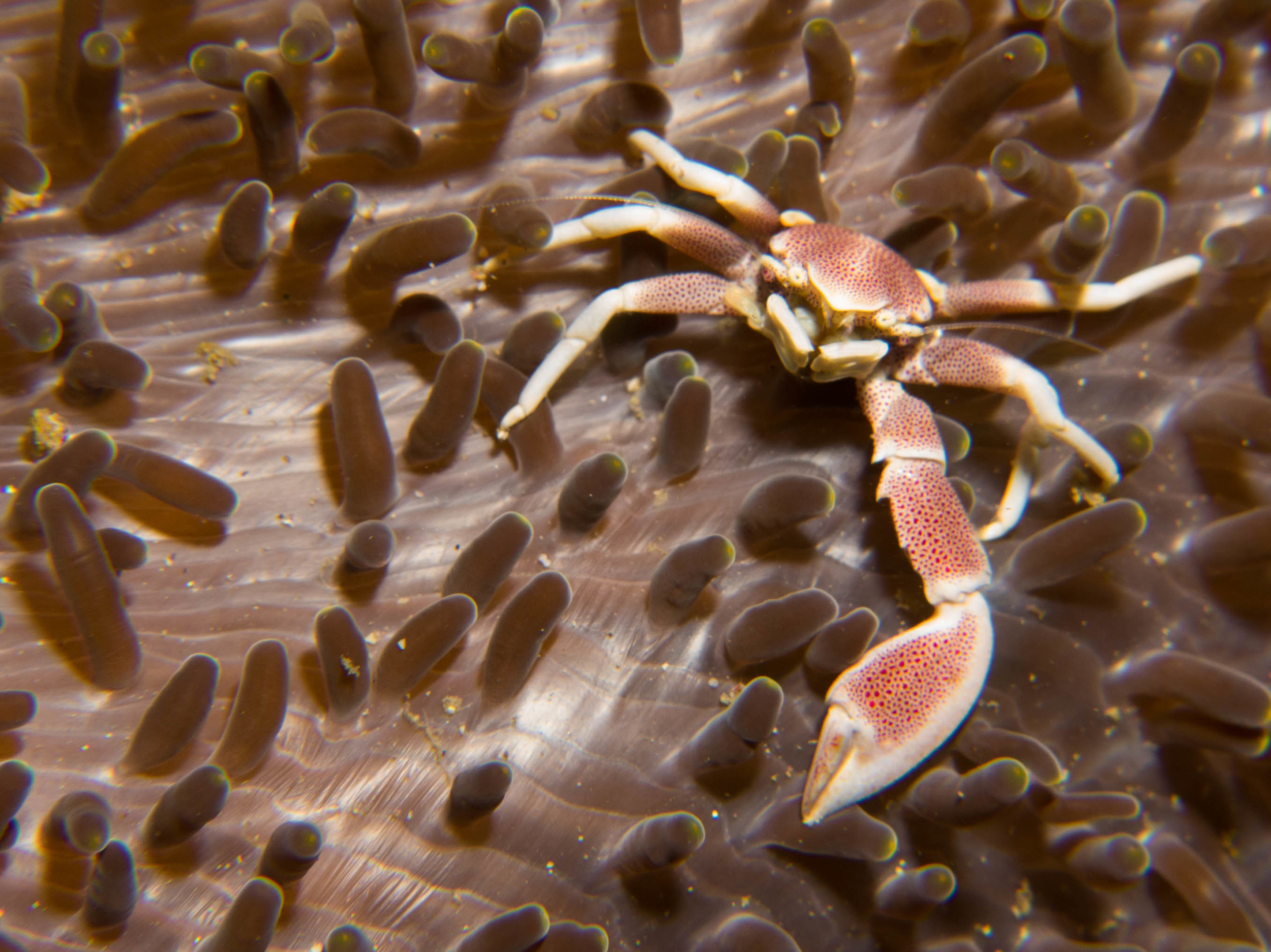 Spiny Porcelain Crab.jpg