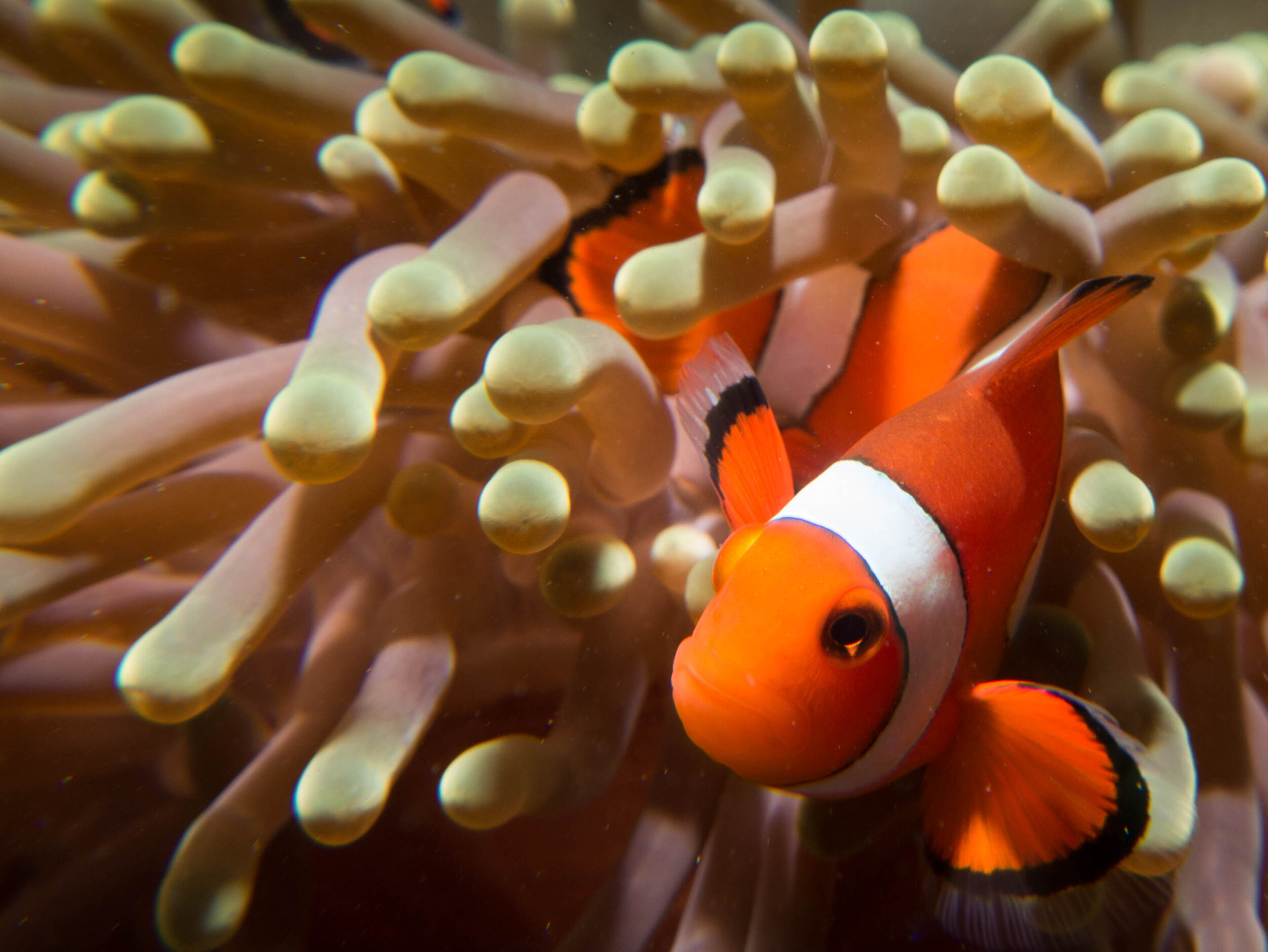 Clown Fish.jpg