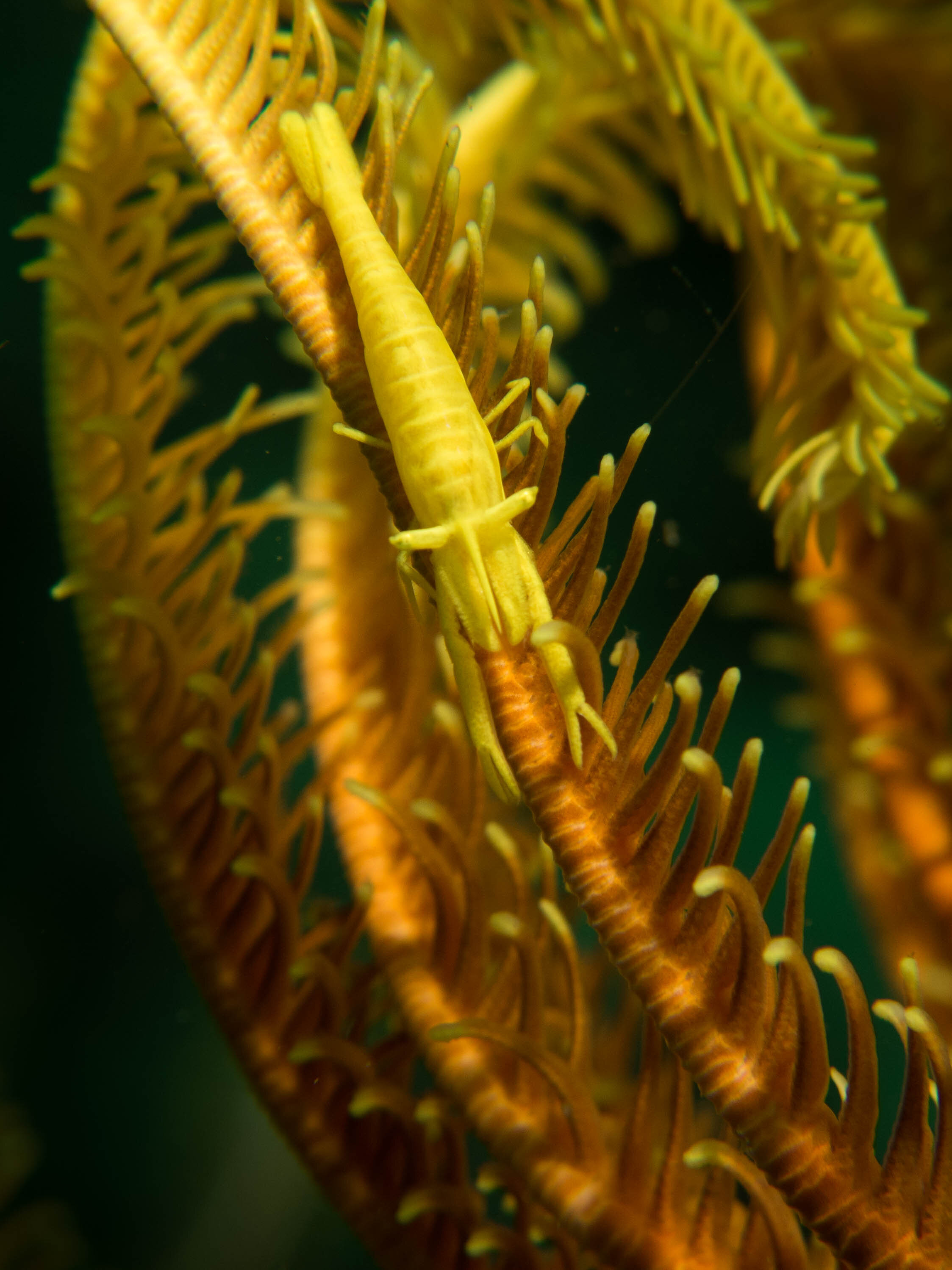 Crinoid Shrimp Yellow 3.jpg