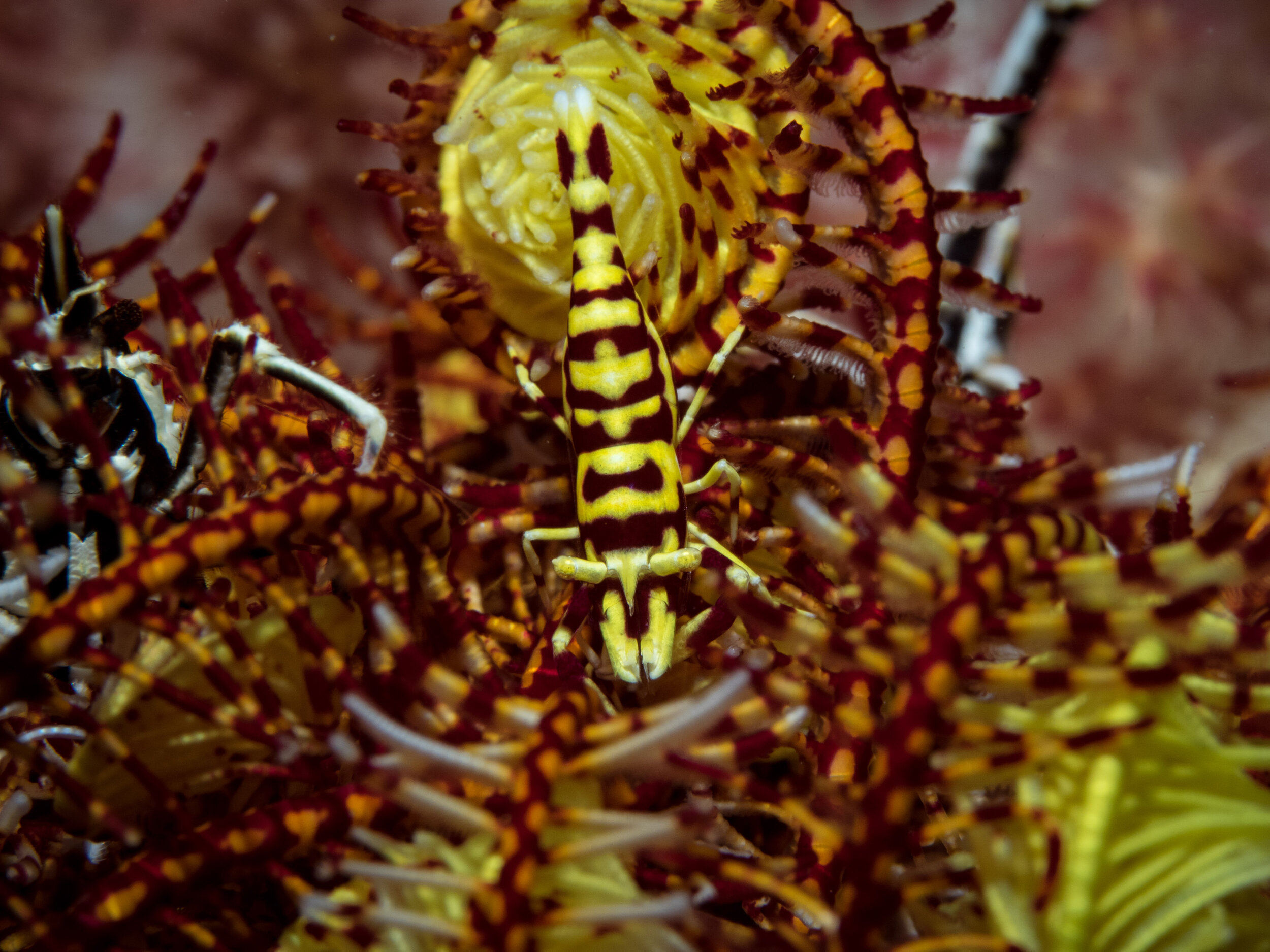 Crinoid shrimp (and squat lobsters).jpg
