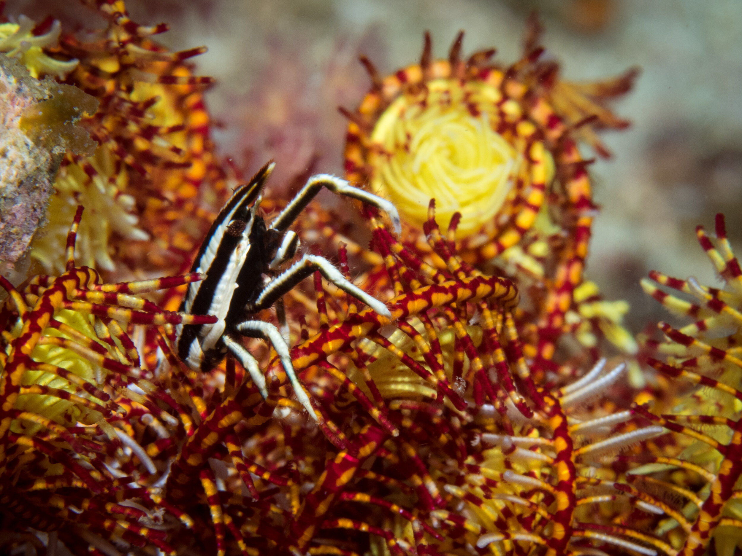 Crinoid squat lobster 3.jpg