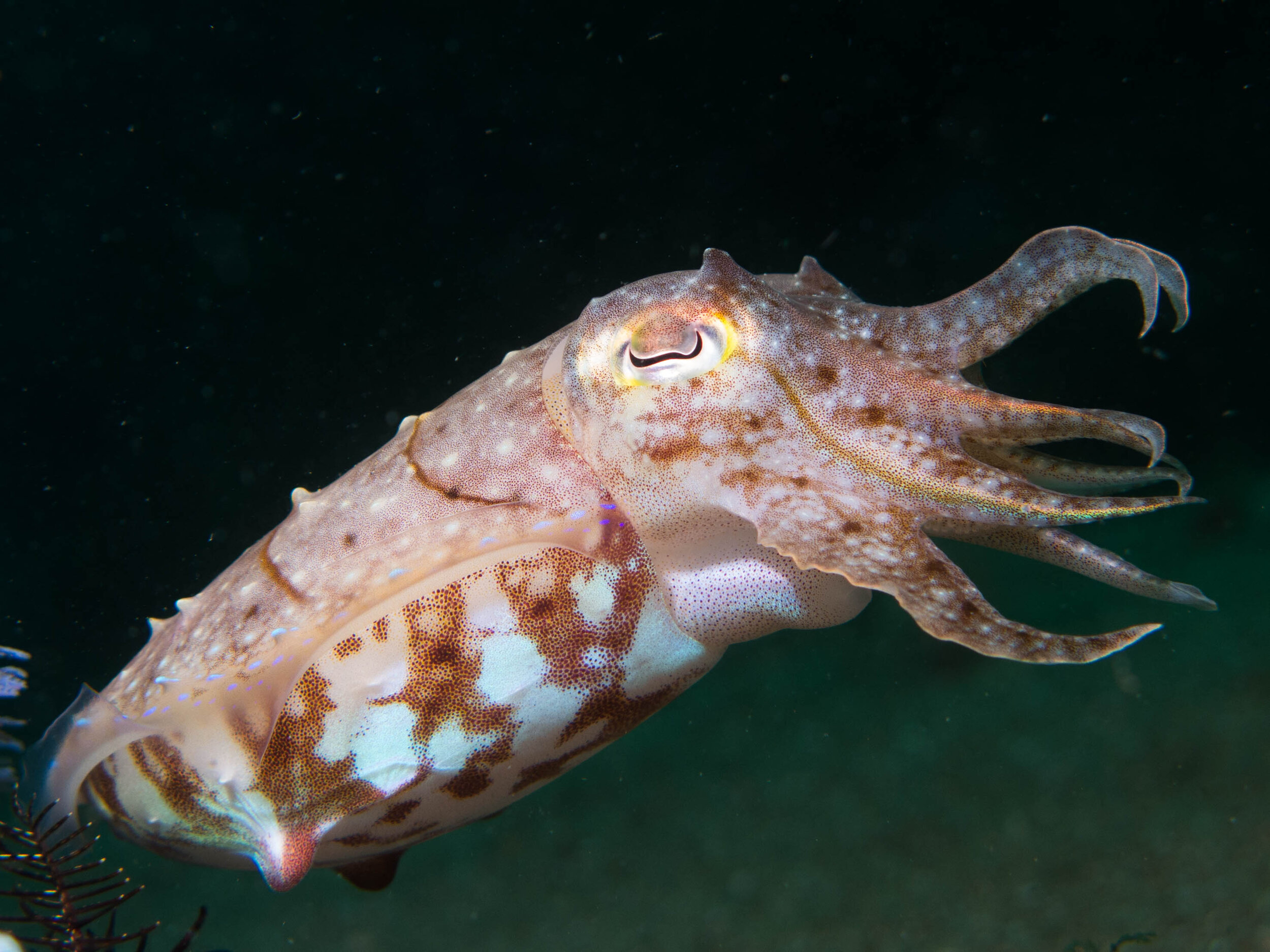 Cuttlefish 22.jpg