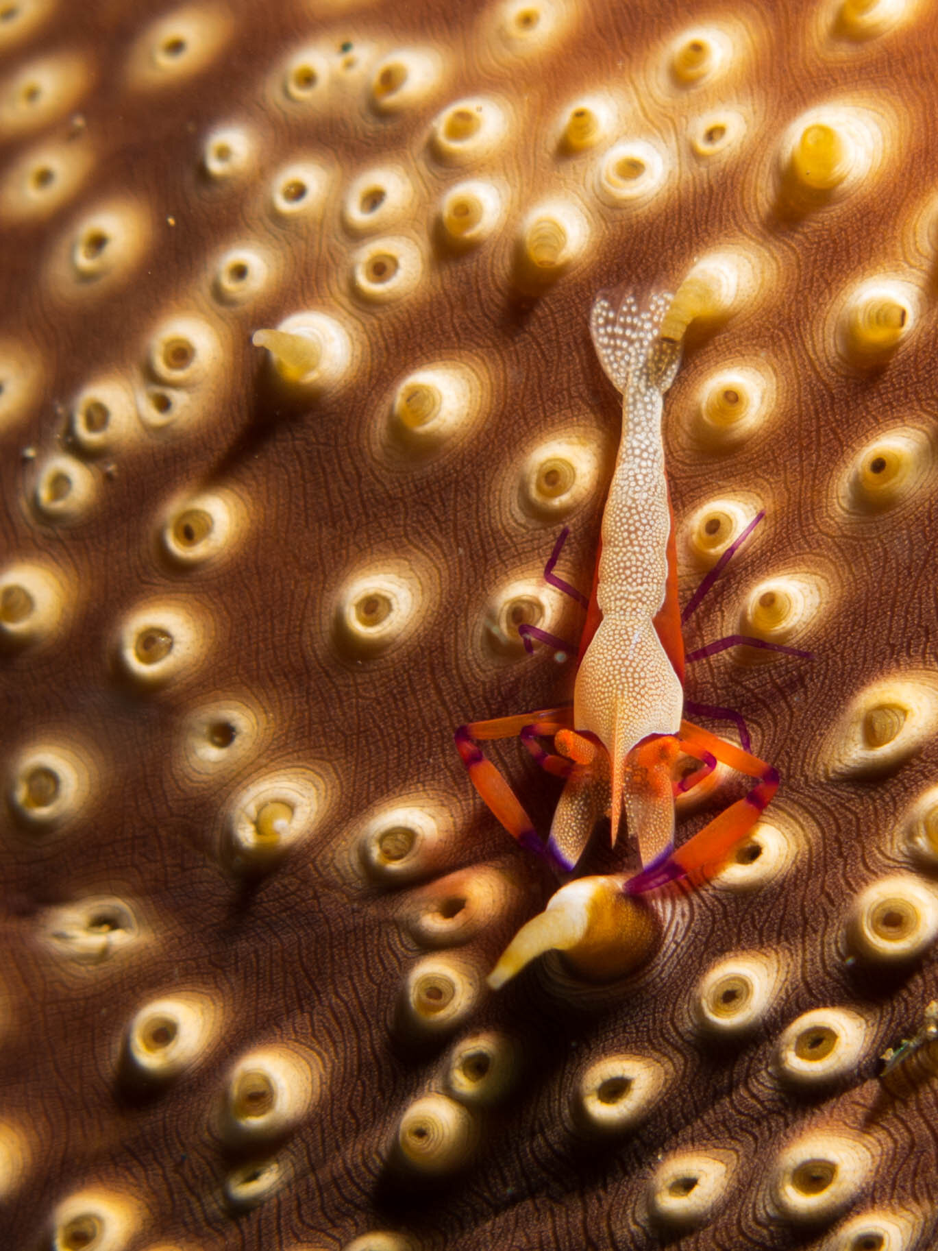 Emperor Shrimp (Periclimenes imperator)