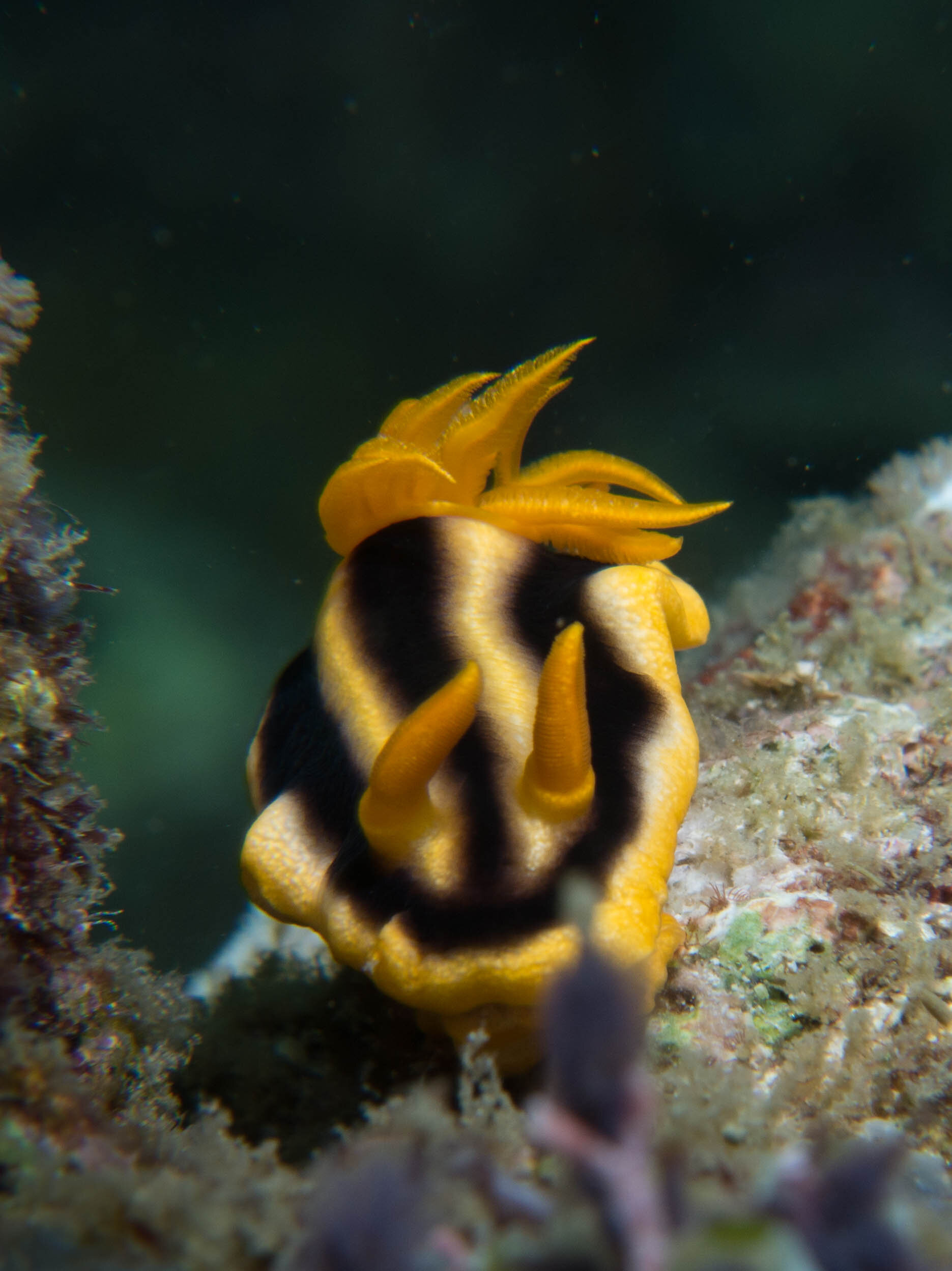 Josh's Chromodoris.jpg