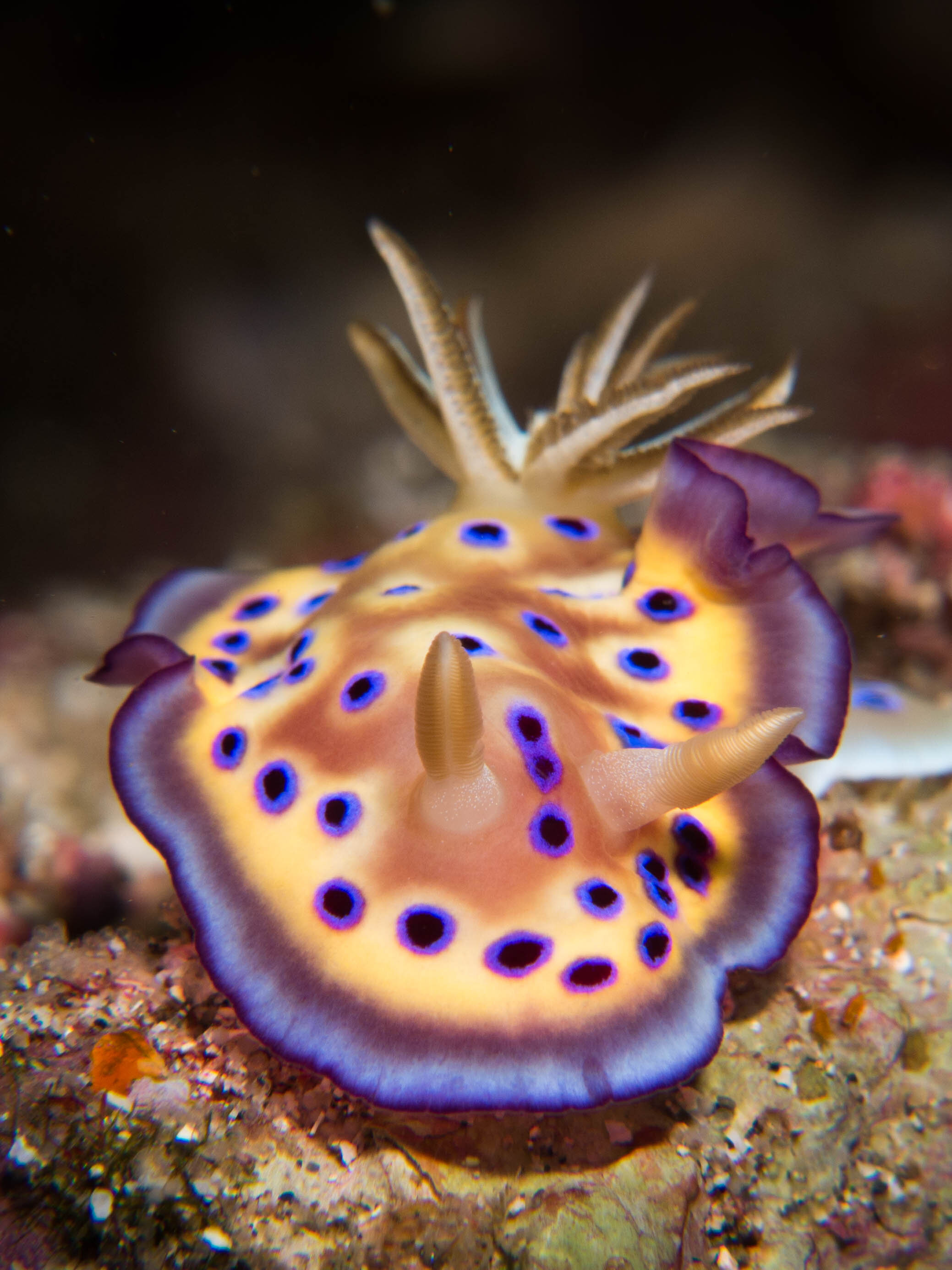 Kunie's Chromodoris Portrait.jpg