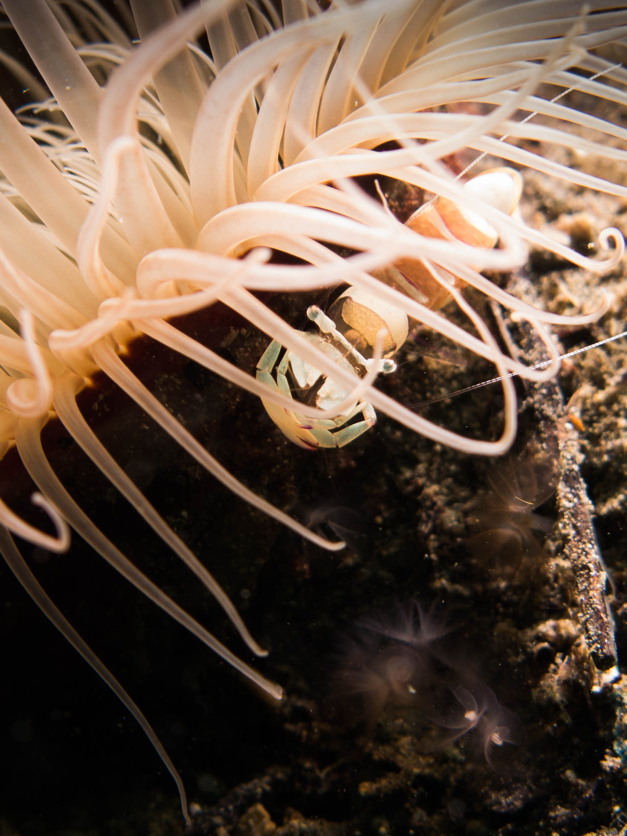 Magnificent Anemone Shrimp Anilao.jpg