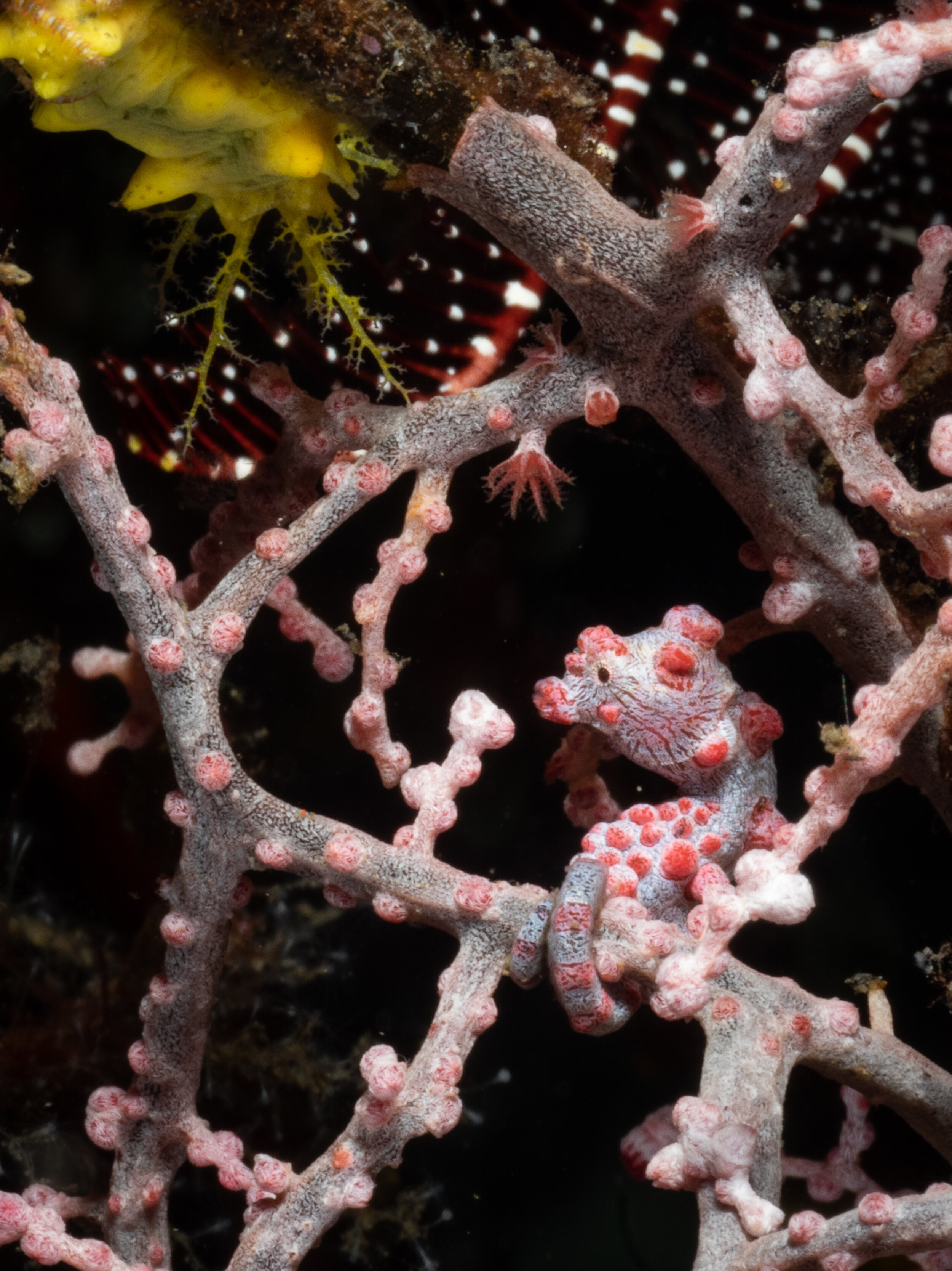 Pygmy Sea Horse - Komodo.jpg