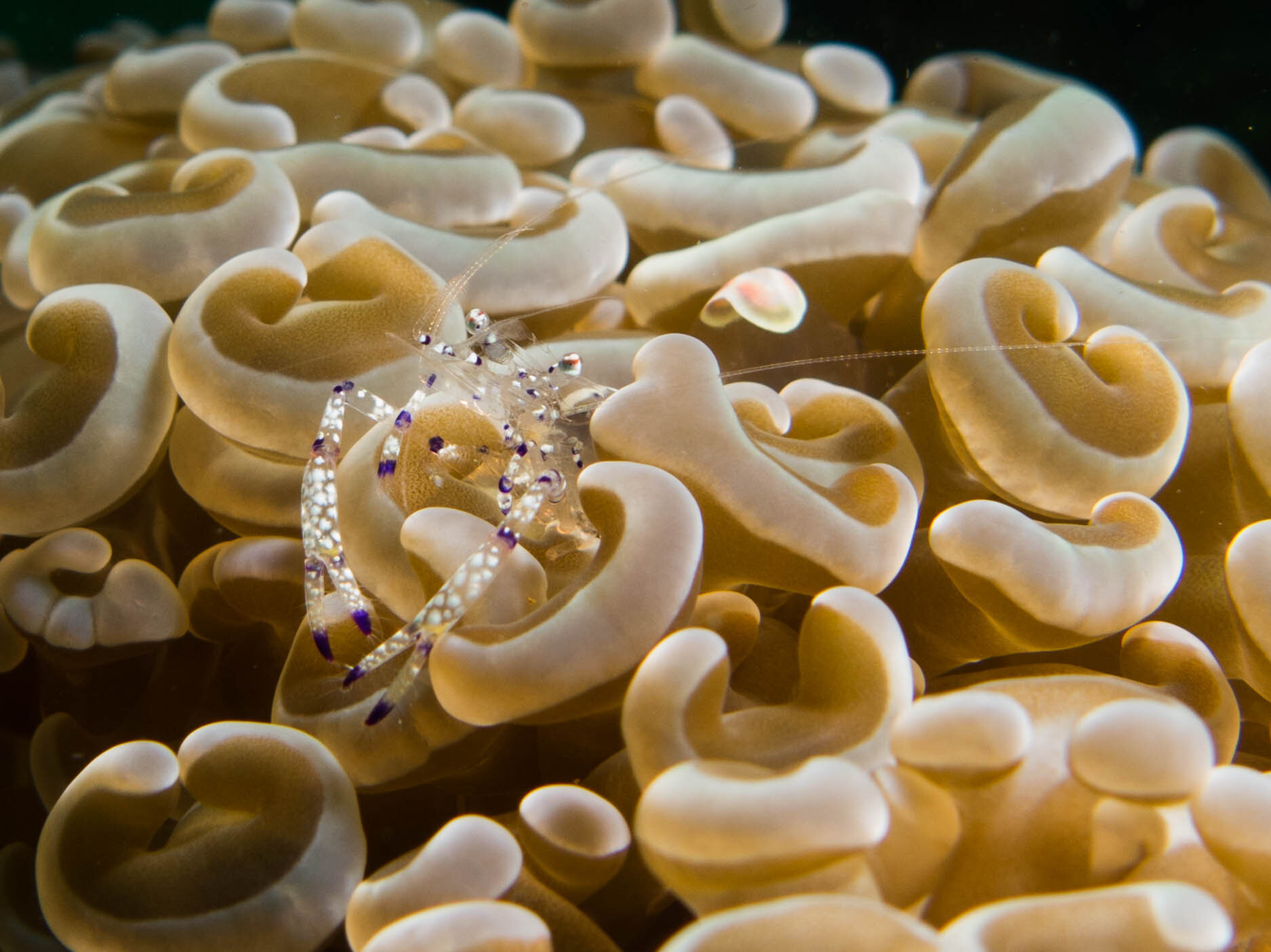 Sarasvati Anemone Shrimp 5.jpg