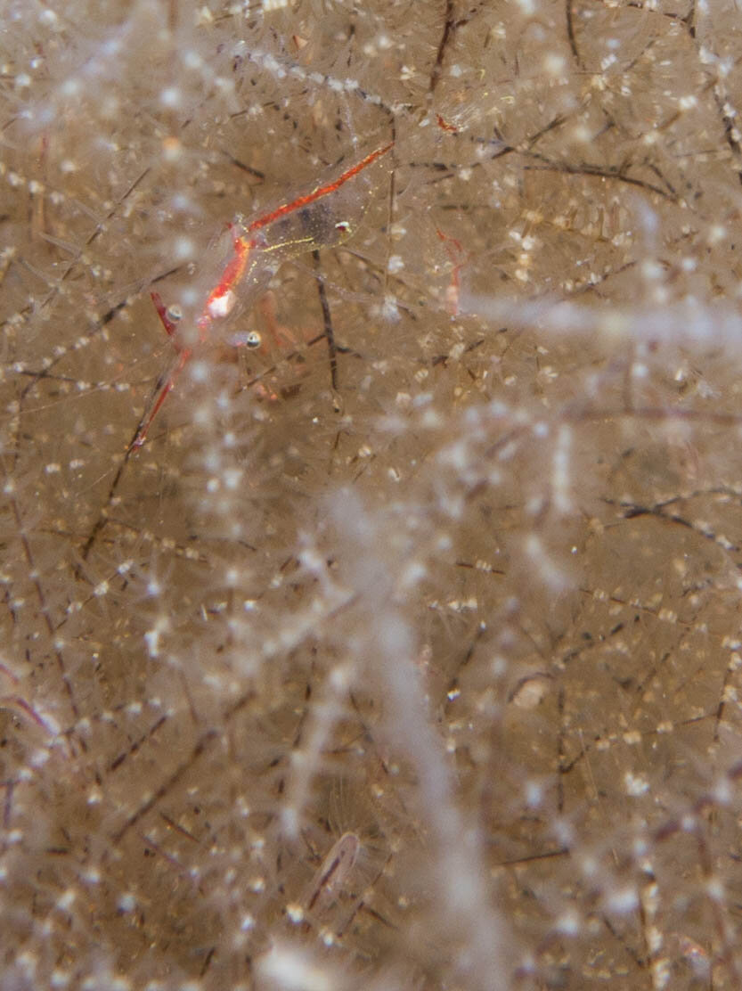 Translucent Gorgonian Shrimp (?).jpg