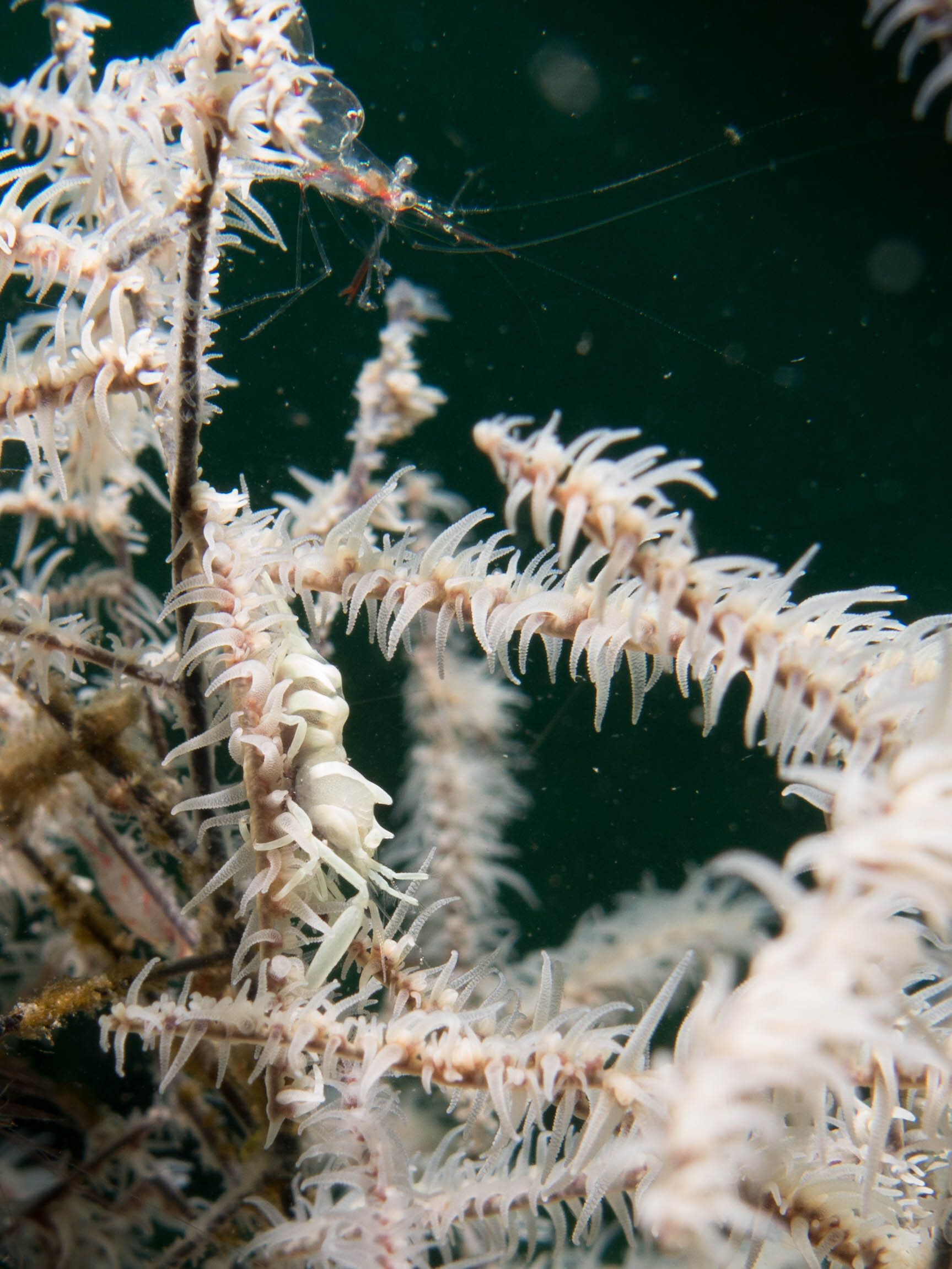 Whip Coral Shrimp w: Translucent Gorgonian Shrimp.jpg