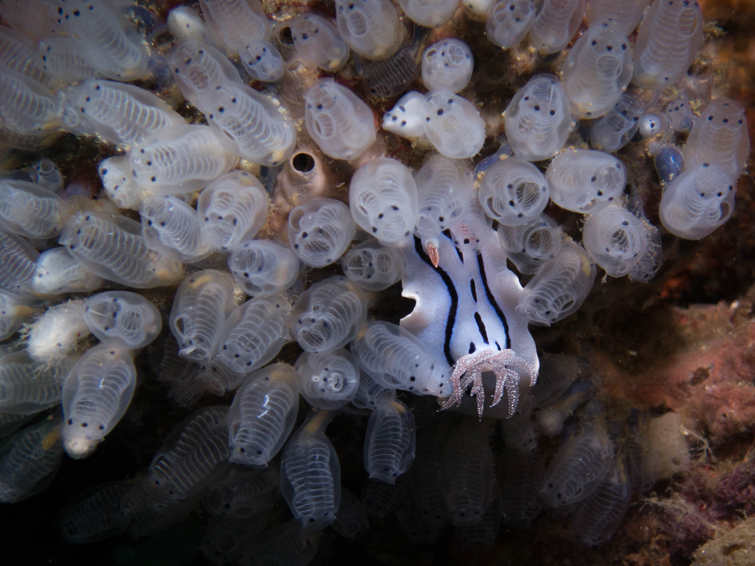 Willan's Chromodoris with Tunicates Anilao 2014.jpg