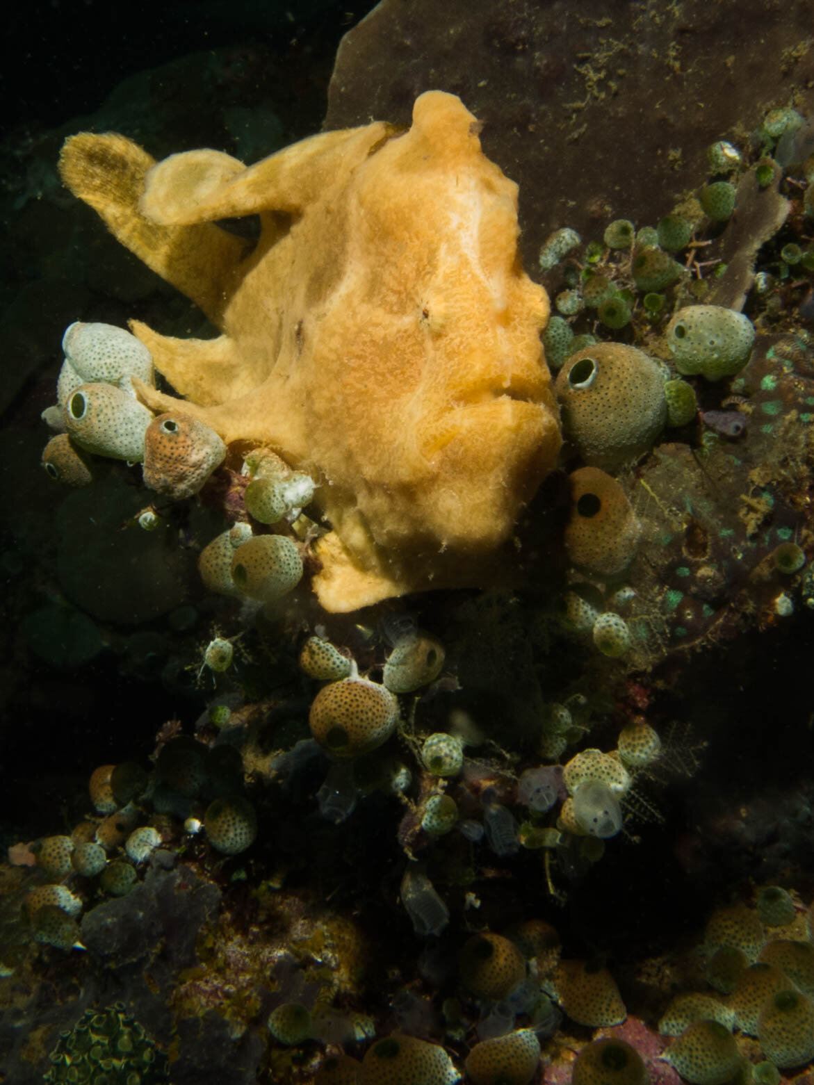 Yellow Frogfish6.jpg