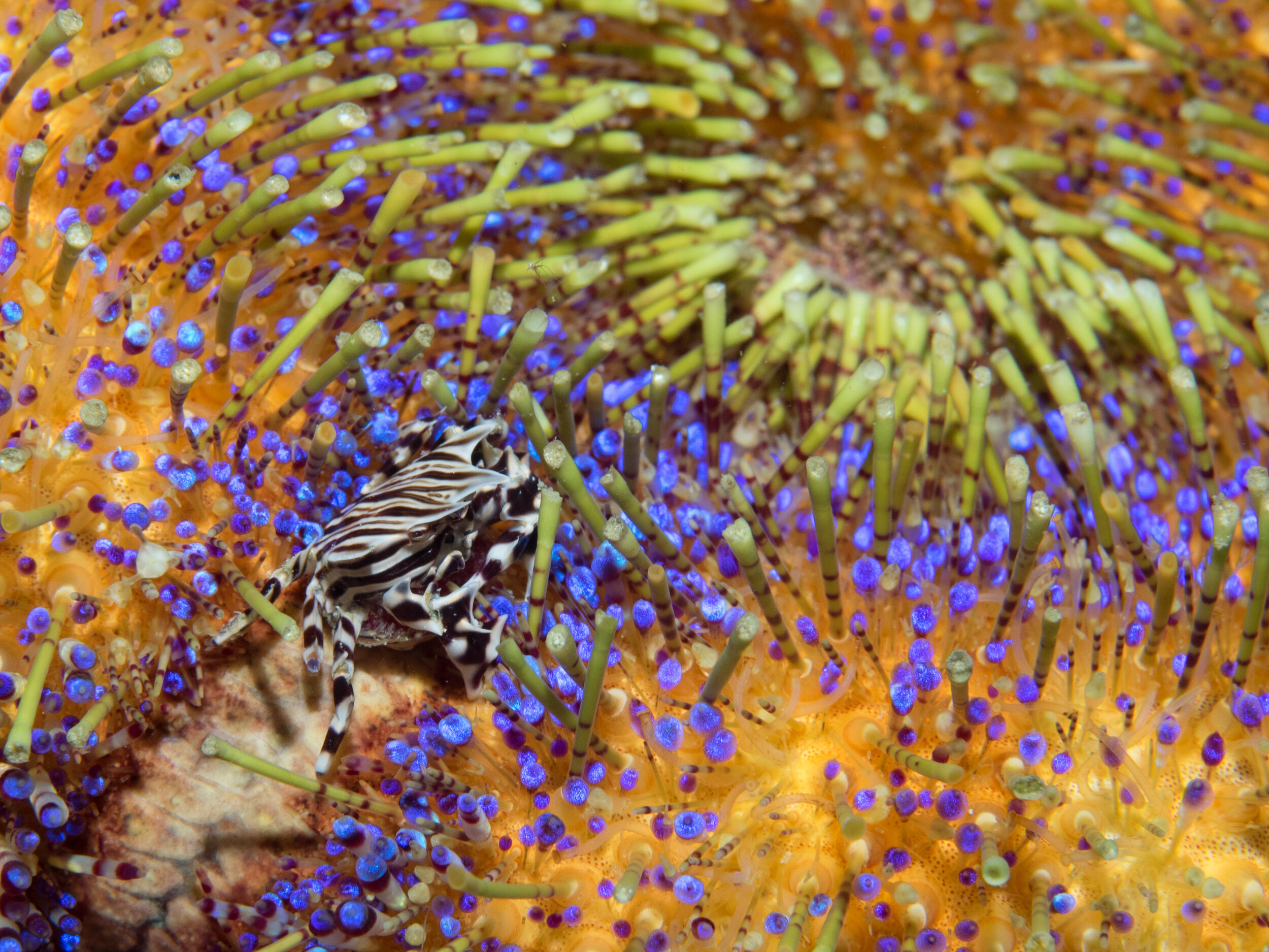 Zebra Shrimp on Fire Urchin.jpg