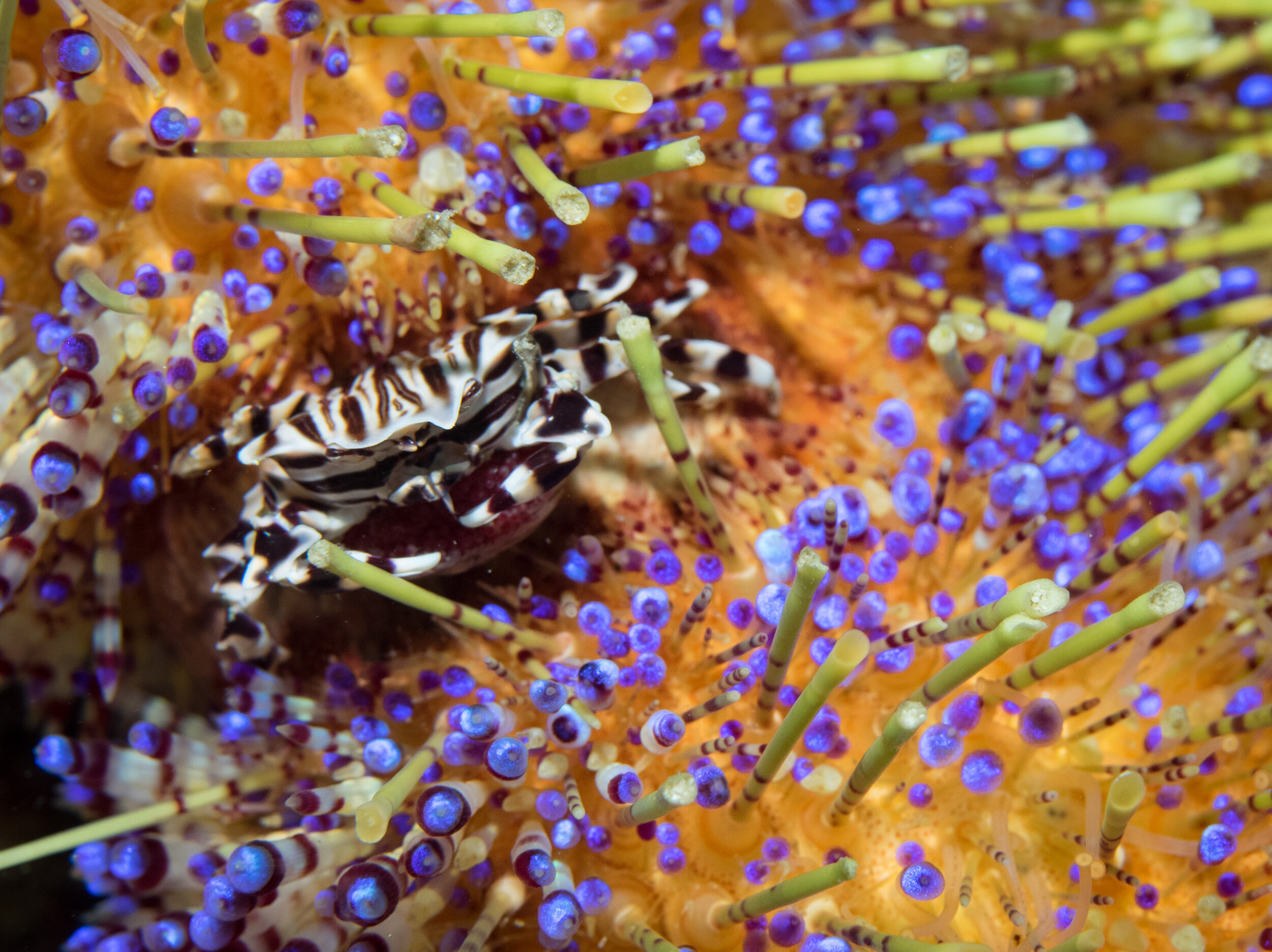 Zebra Crab on Fire Urchin closeup 3.jpg