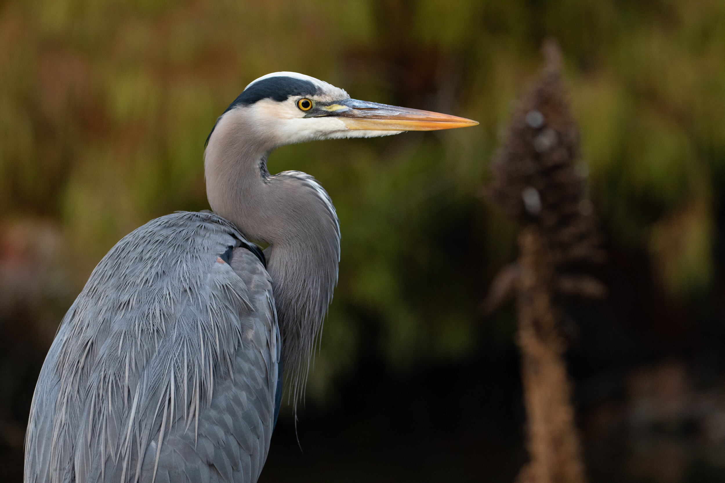 Great Blue Heron SF Botanic Gardens 2018.jpg