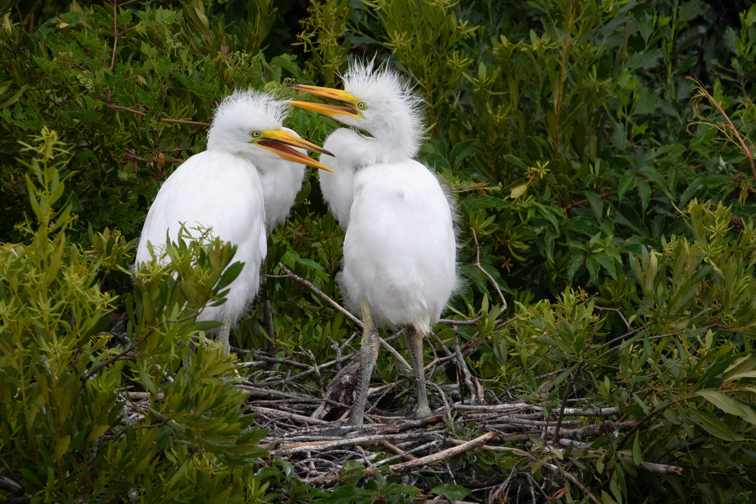 Great egret juvenile 2.jpg