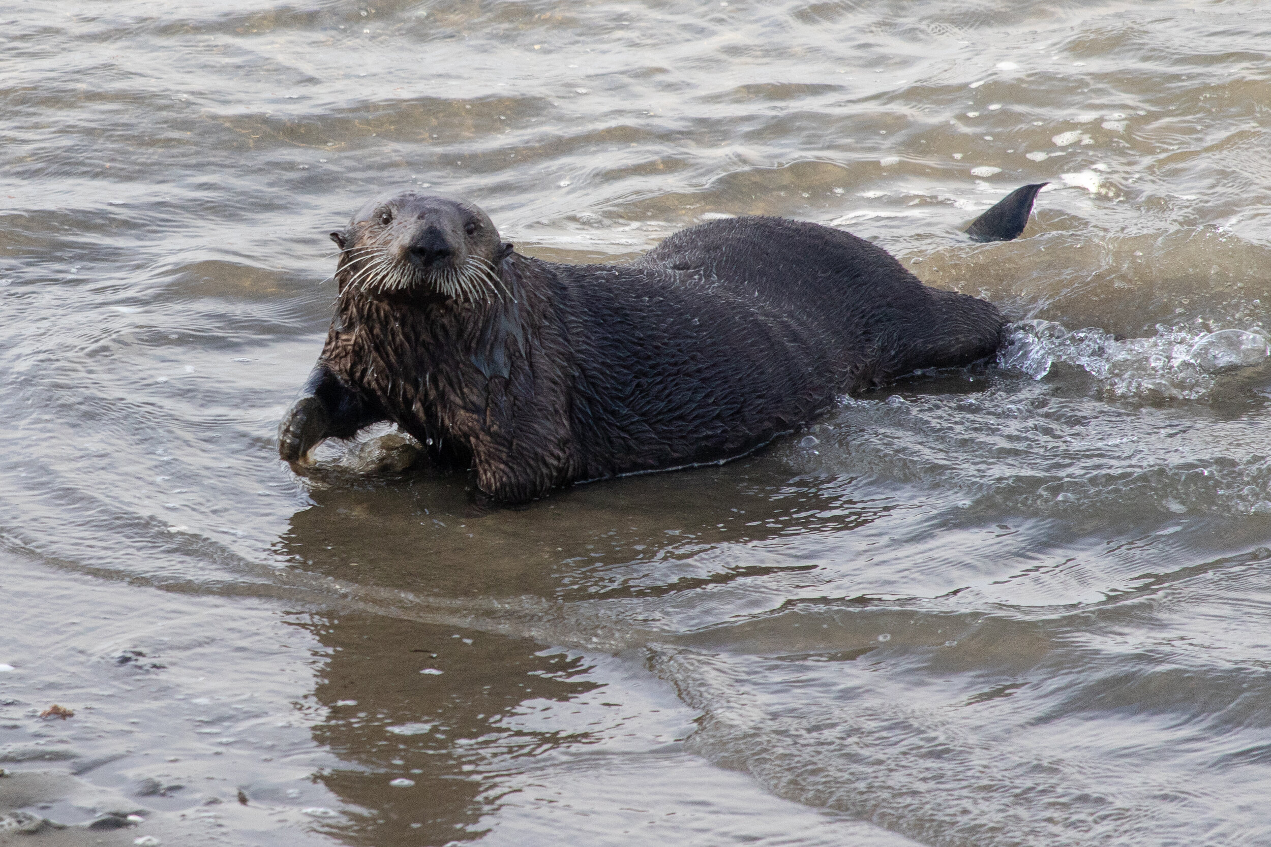 Otter Moss Landing 2018 2.jpg