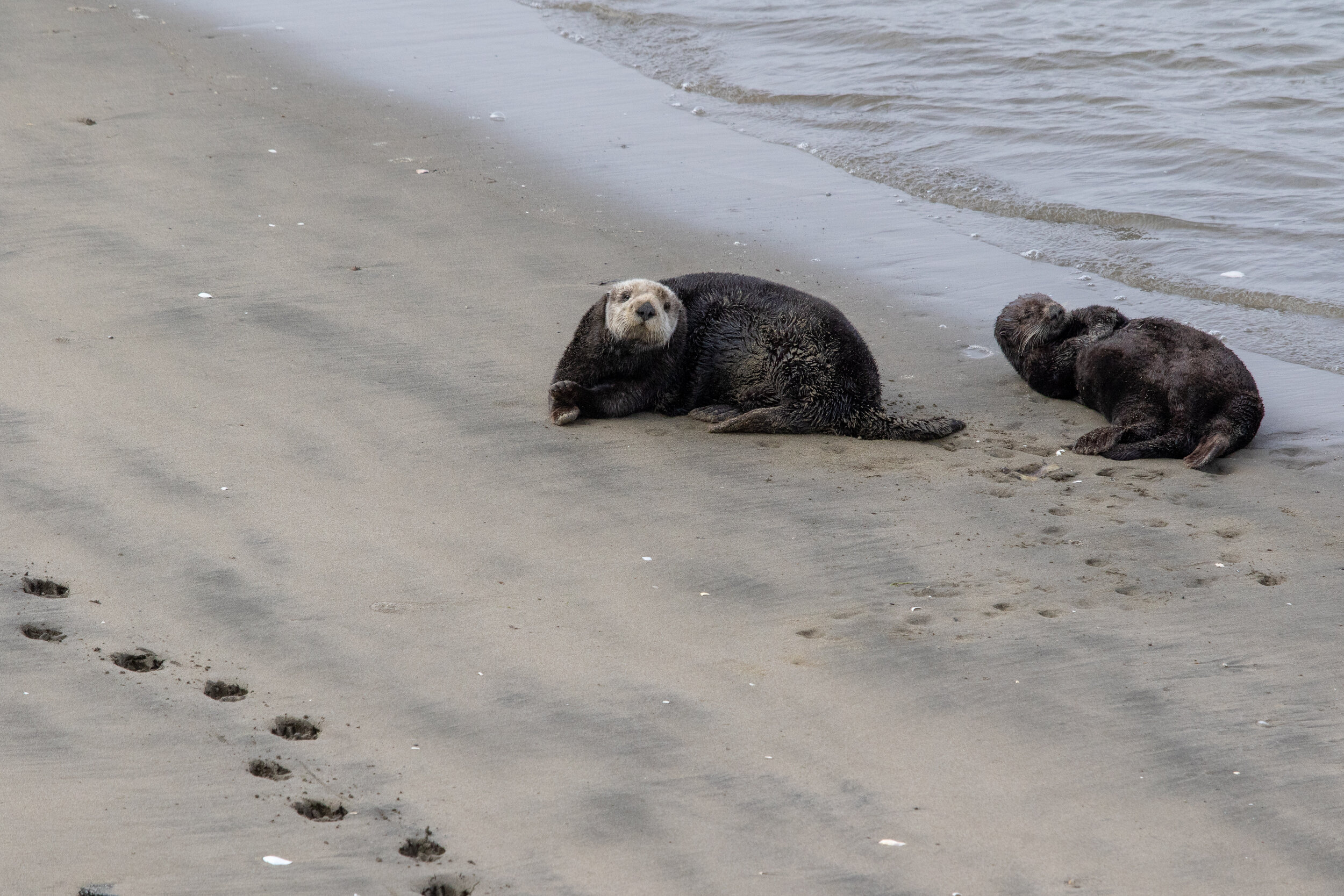 Otter Moss Landing 2018 1.jpg