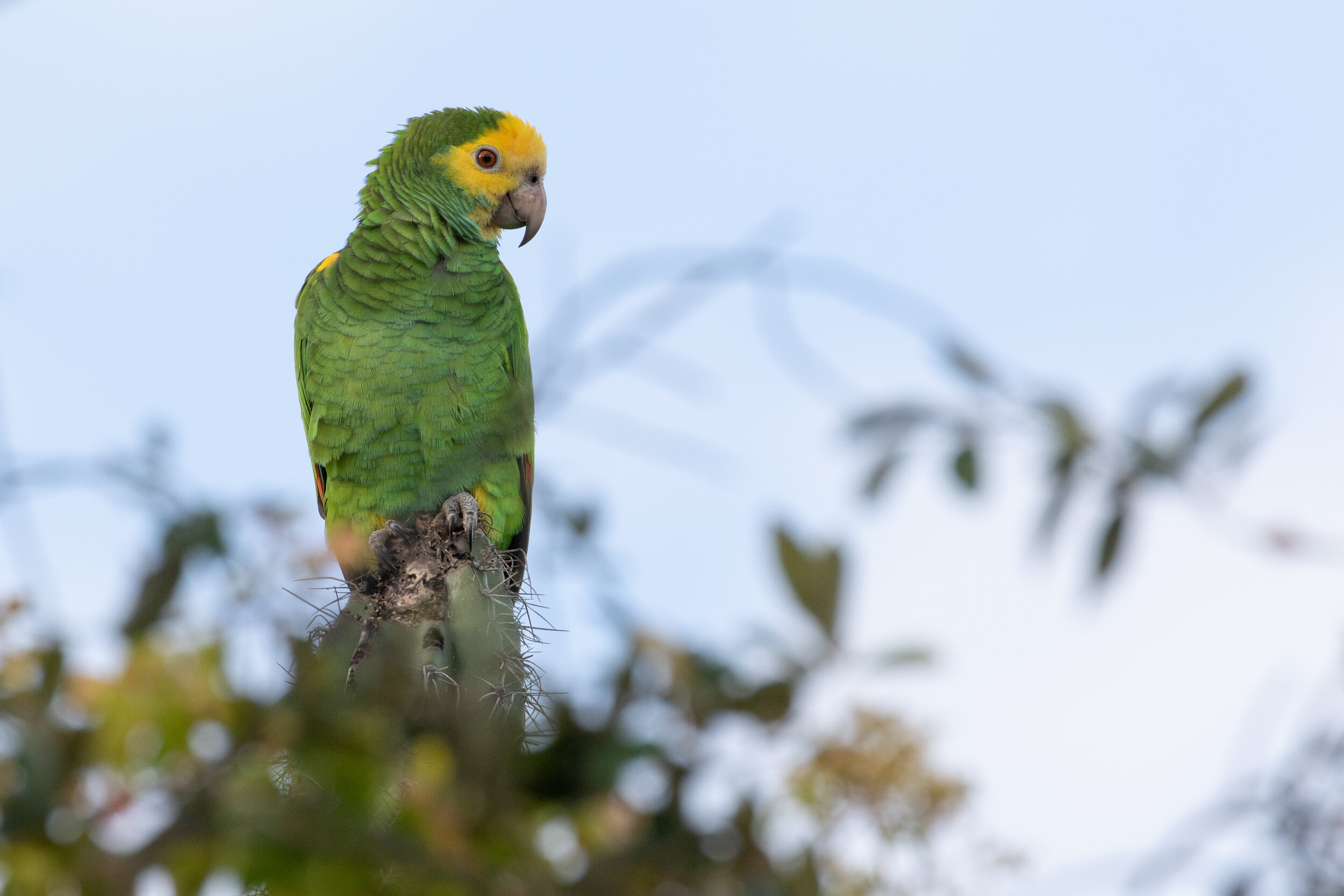 Parrot Bonaire 2018.jpg