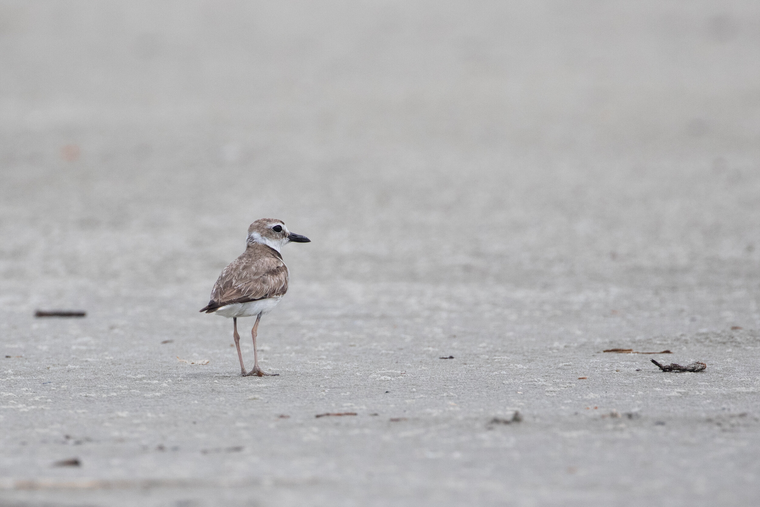 Wilson's Plover.jpg