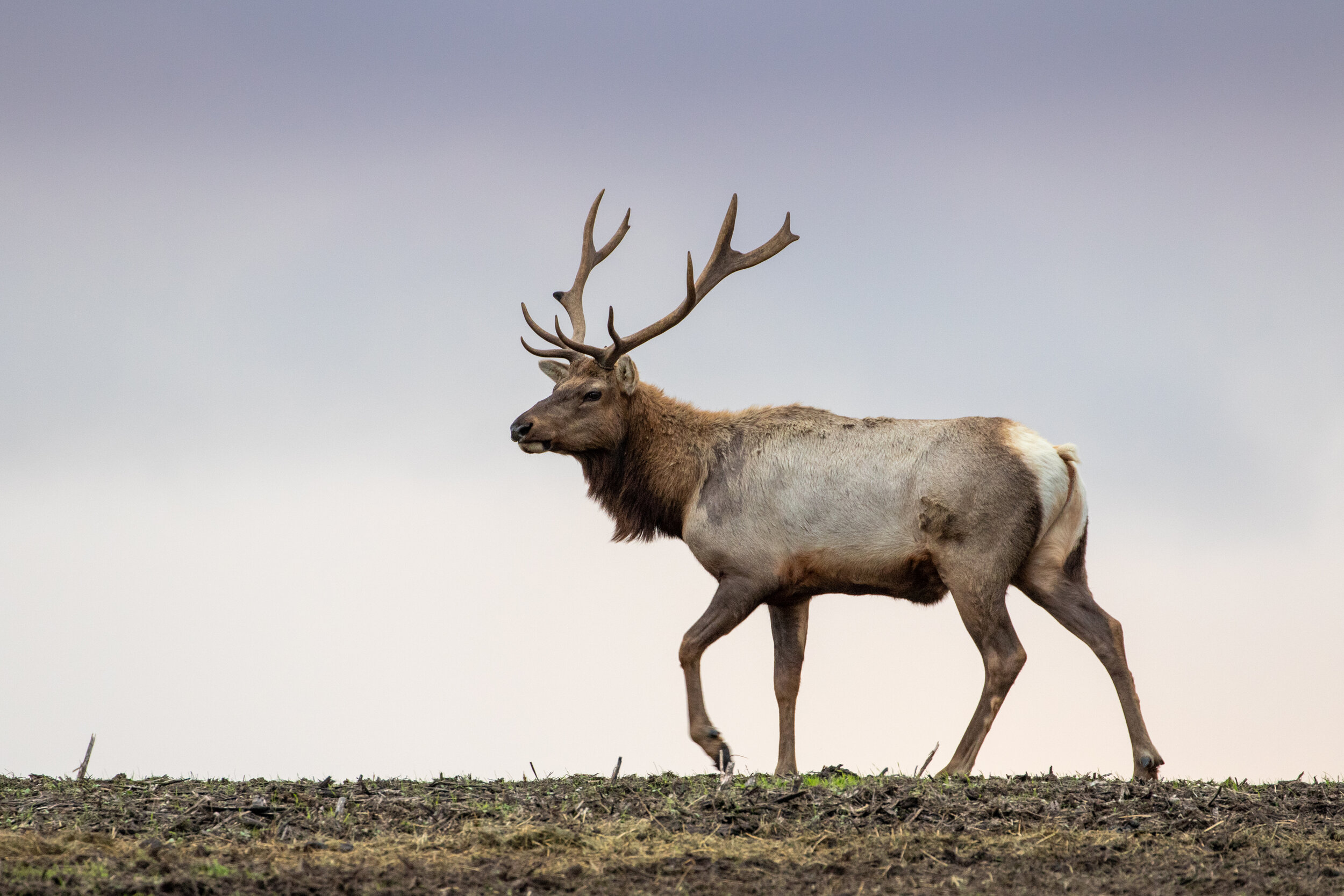 Tule Elk Pt Reyes 2019.jpg