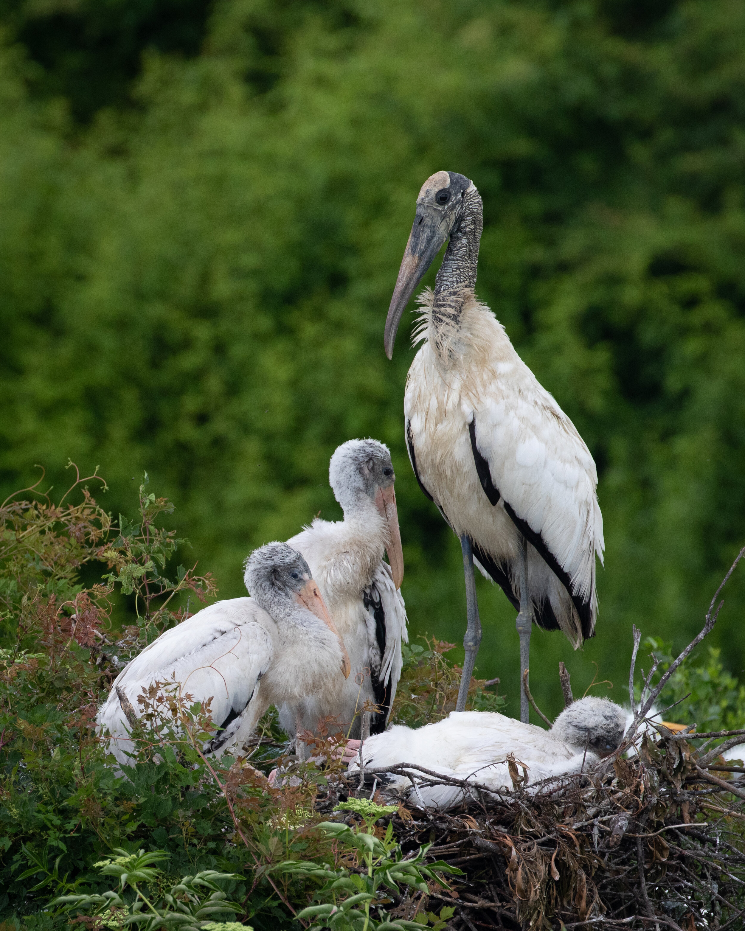 Wood stork nest.jpg