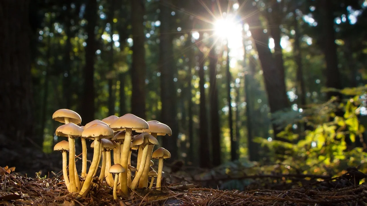 Fungi.jpg