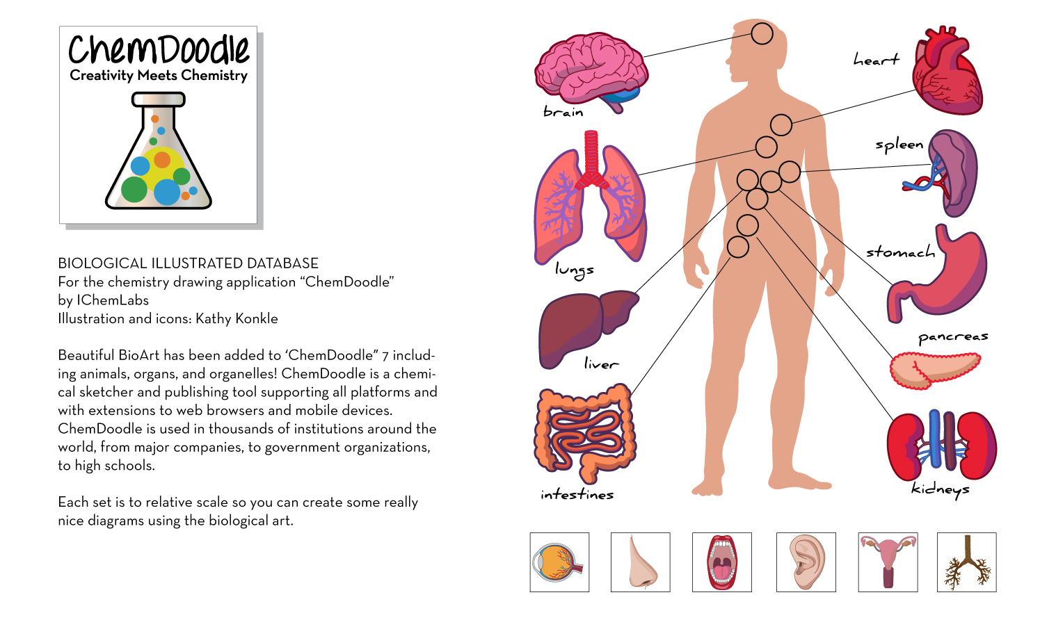 ChemDoodle-body-parts.jpg