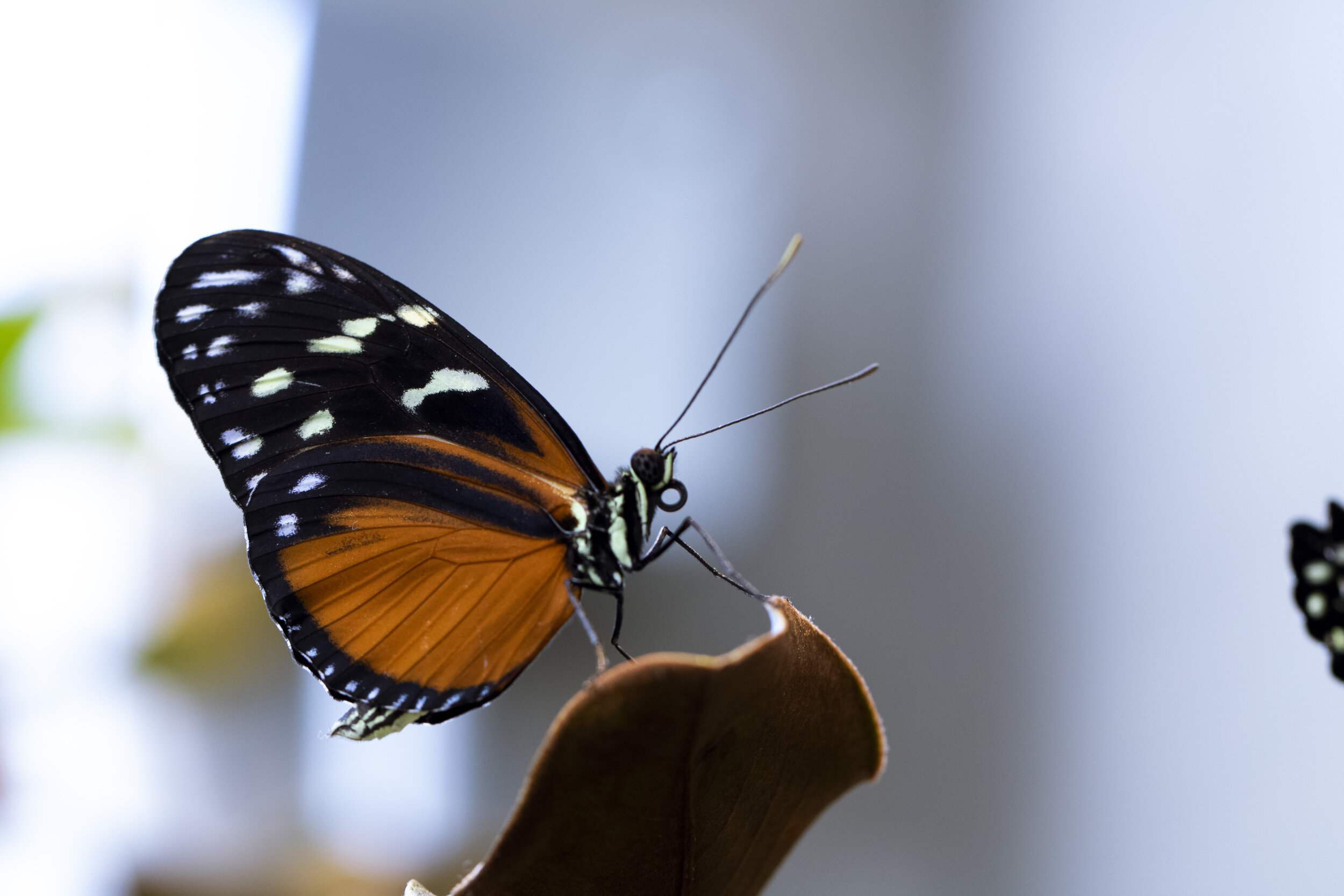 butterfly_1.JPG