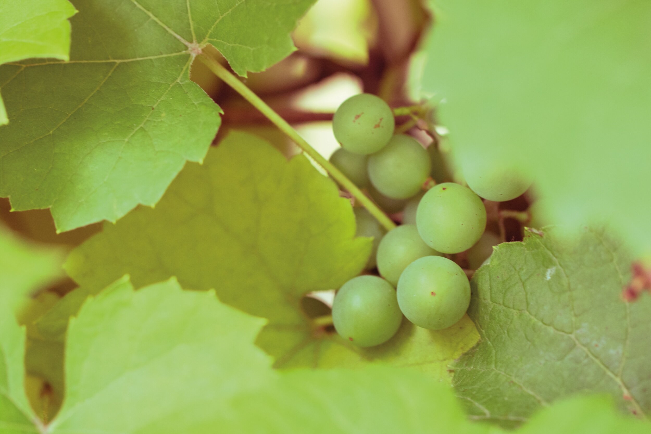 grapes_1.jpeg