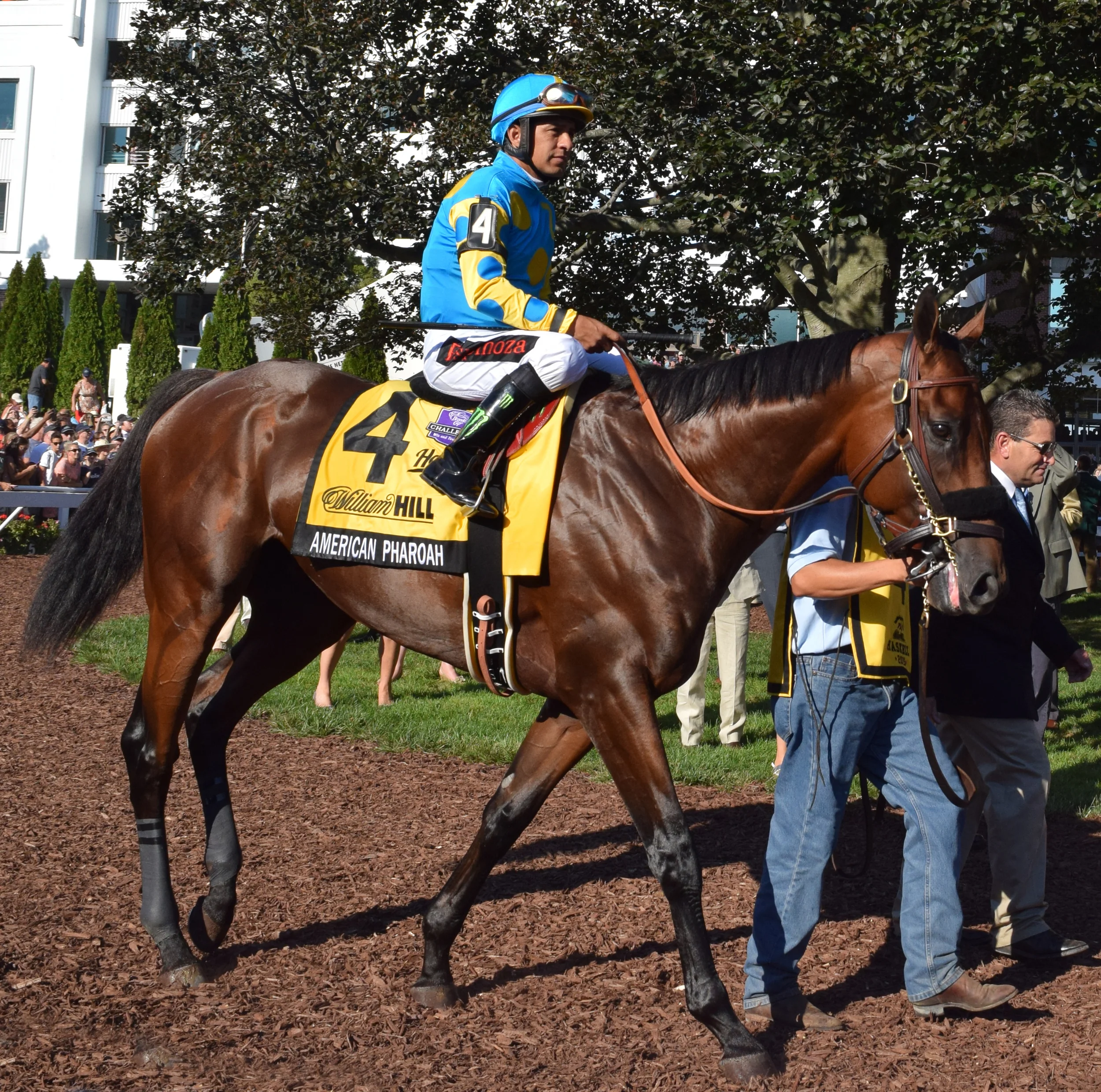 DSC_0577_AMERICAN_PHAROAH-cropped.jpg