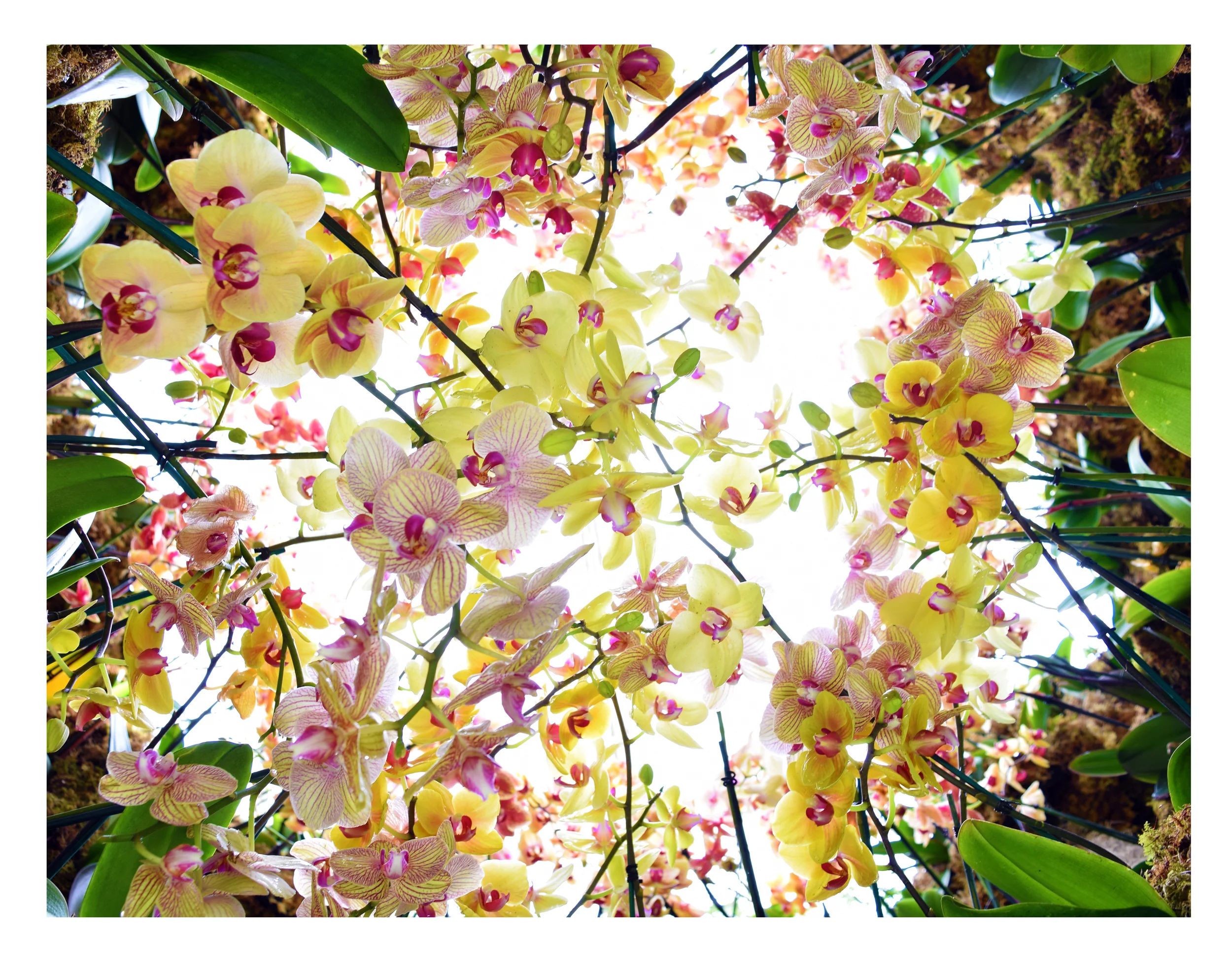 ORCHIDS.jpg